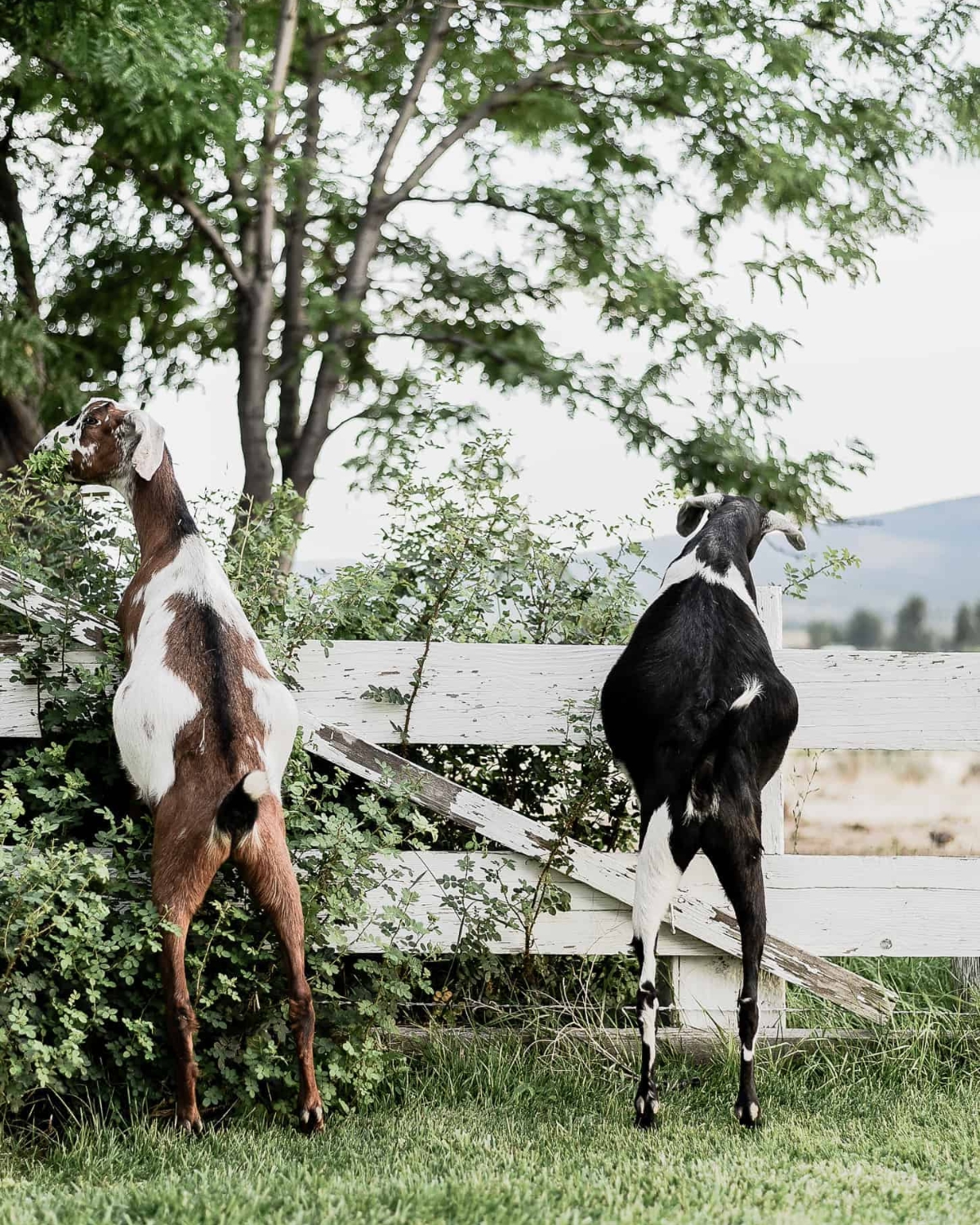 Caring for Goats: 15 Things I Wish I Knew Before Getting Goats