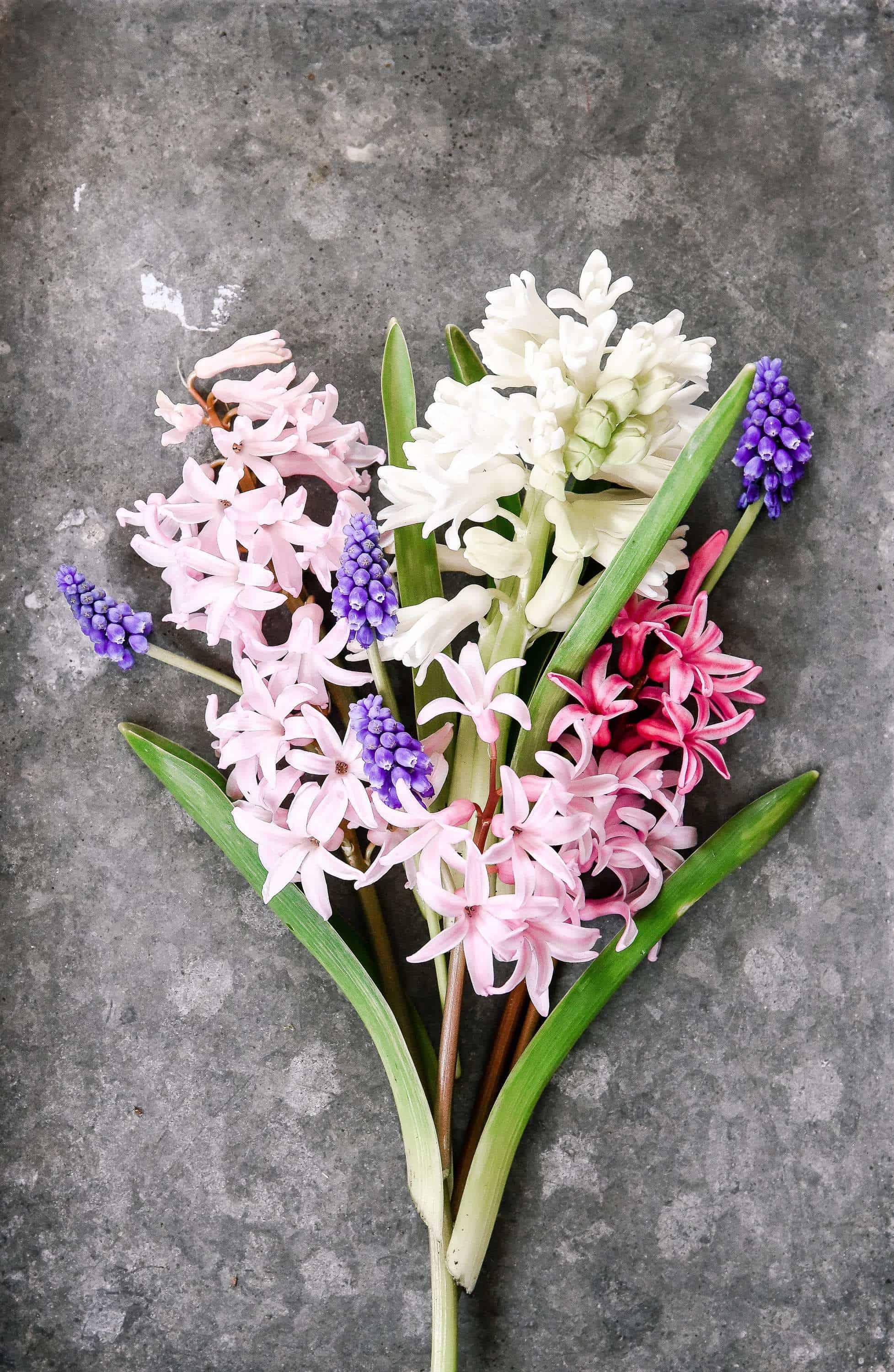 How to Force Hyacinth Bulbs Indoors