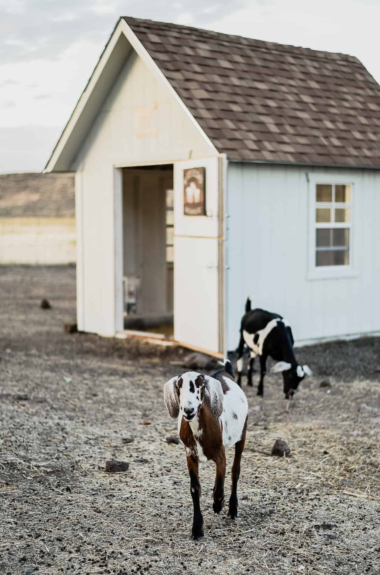 15 Things I Wish I Knew Before Getting Goats | However, it is a common misconception that goats are easy keepers - in fact, they are our most high maintenance animals. They require a close eye and lots of attention, so I thought it would be convenient to compile a list of things I wish I knew before we got goats - if you're considering getting goats, please, learn from my mistakes!  #goatcare #goats #goatlife #ranchlife #boxwoodavenue