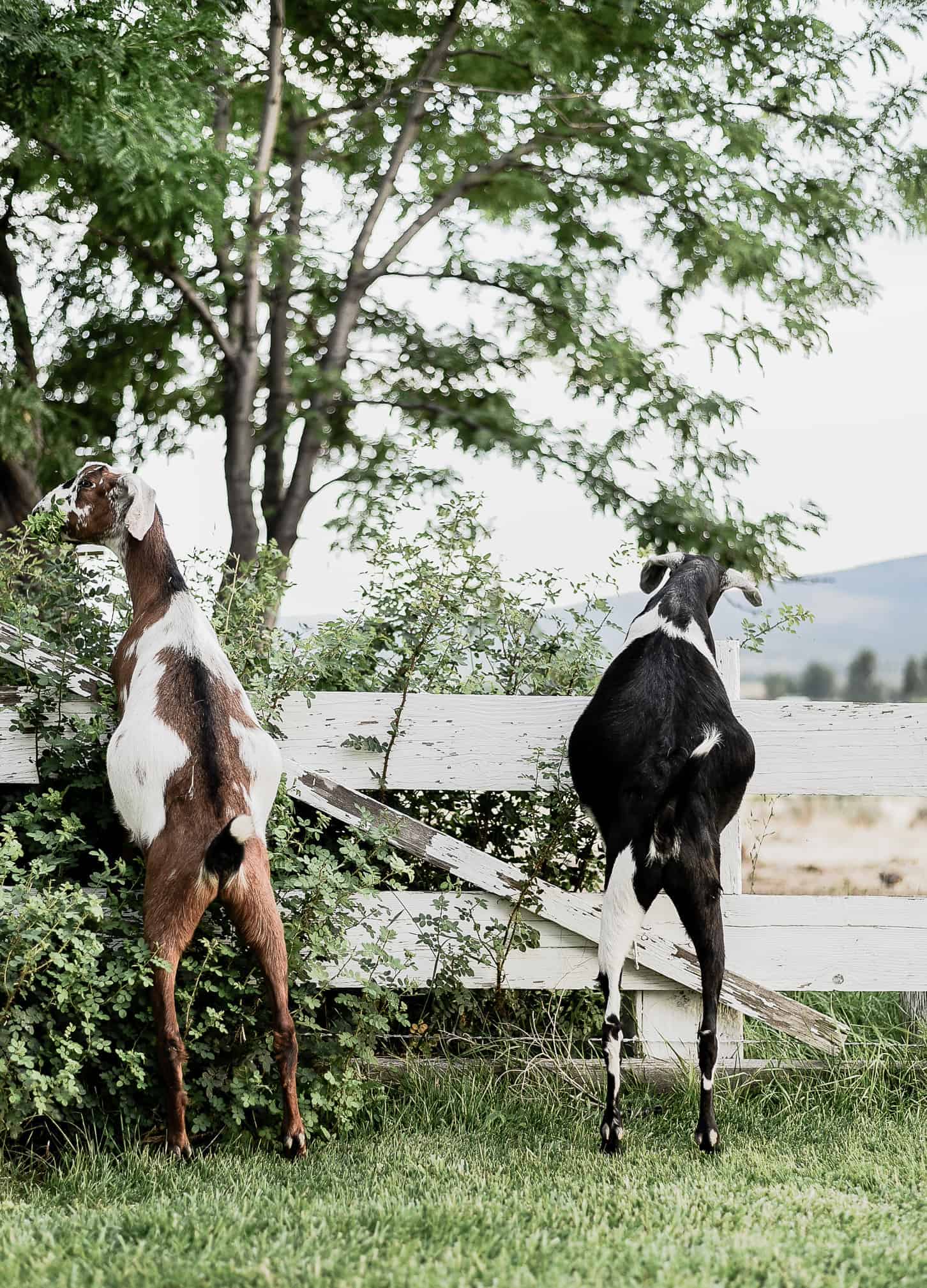 15 Things I Wish I Knew Before Getting Goats | However, it is a common misconception that goats are easy keepers - in fact, they are our most high maintenance animals. They require a close eye and lots of attention, so I thought it would be convenient to compile a list of things I wish I knew before we got goats - if you're considering getting goats, please, learn from my mistakes!  #goatcare #goats #goatlife #ranchlife #boxwoodavenue
