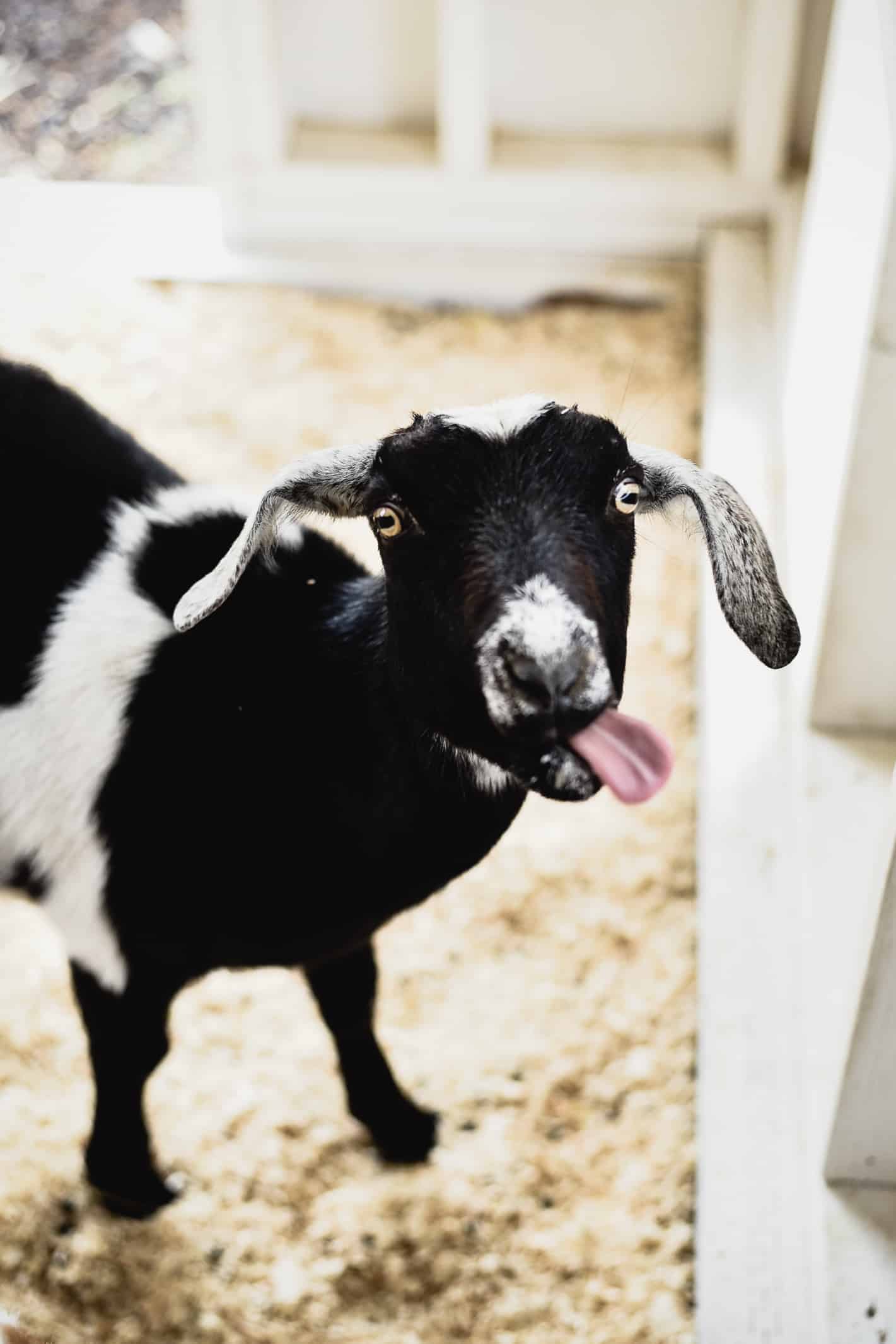 fat baby goats