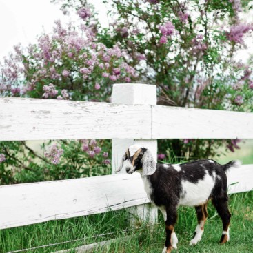 Goat the grass standing in front of fence with lilac bushes in background