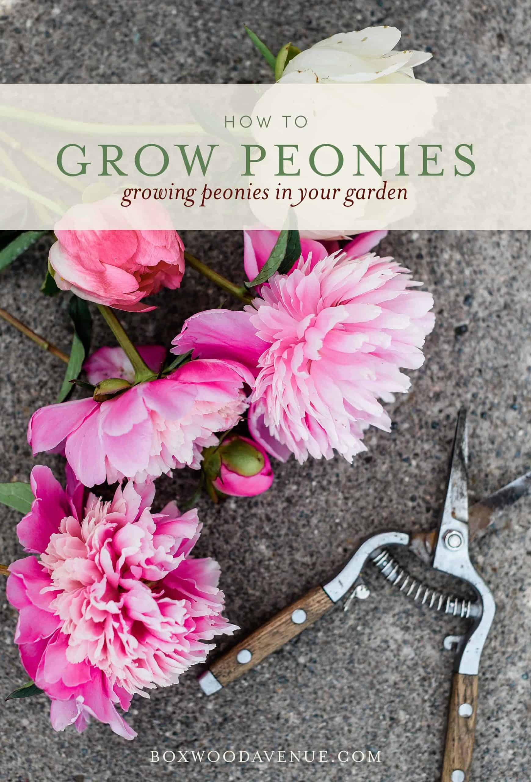 Growing peonies in your garden is a wonderful way to have beautiful cut flowers in the spring! Learn how to grow your own peonies with this simple guide!