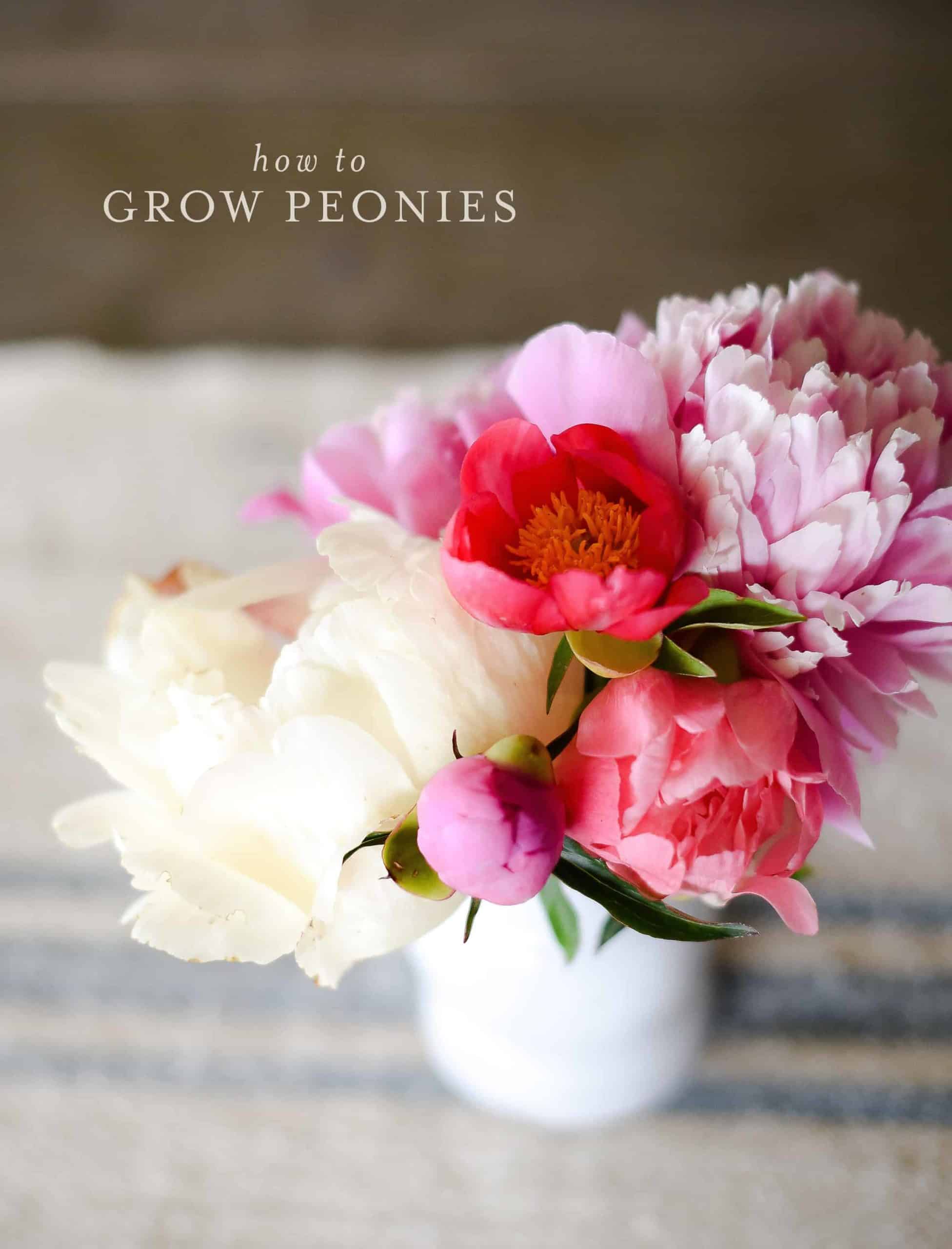 Growing peonies in your garden is a wonderful way to have beautiful cut flowers in the spring! Learn how to grow your own peonies with this simple guide!