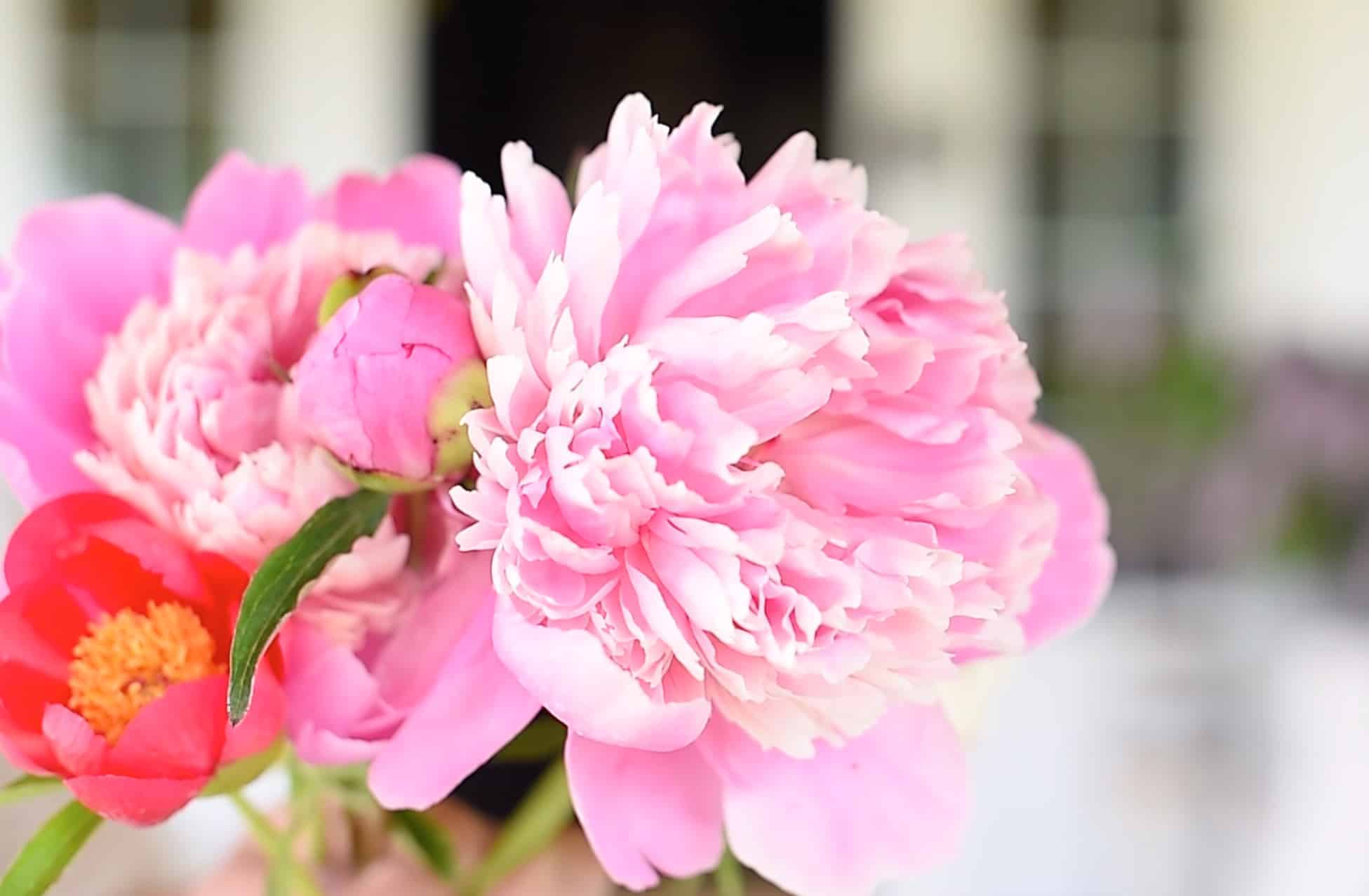 Growing peonies in your garden is a wonderful way to have beautiful cut flowers in the spring! Learn how to grow your own peonies with this simple guide!