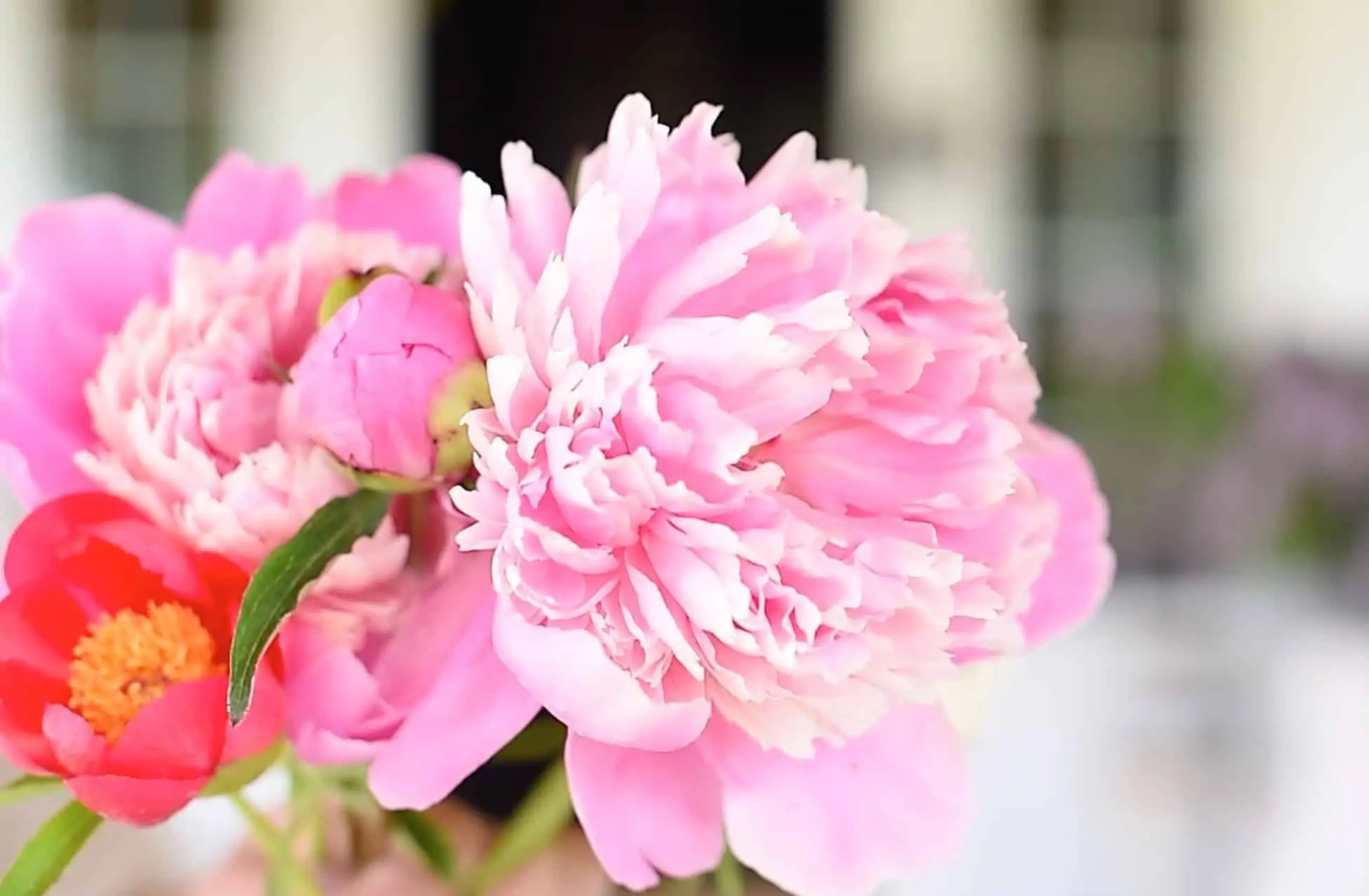 37 Different Pink Peonies to Grow This Season
