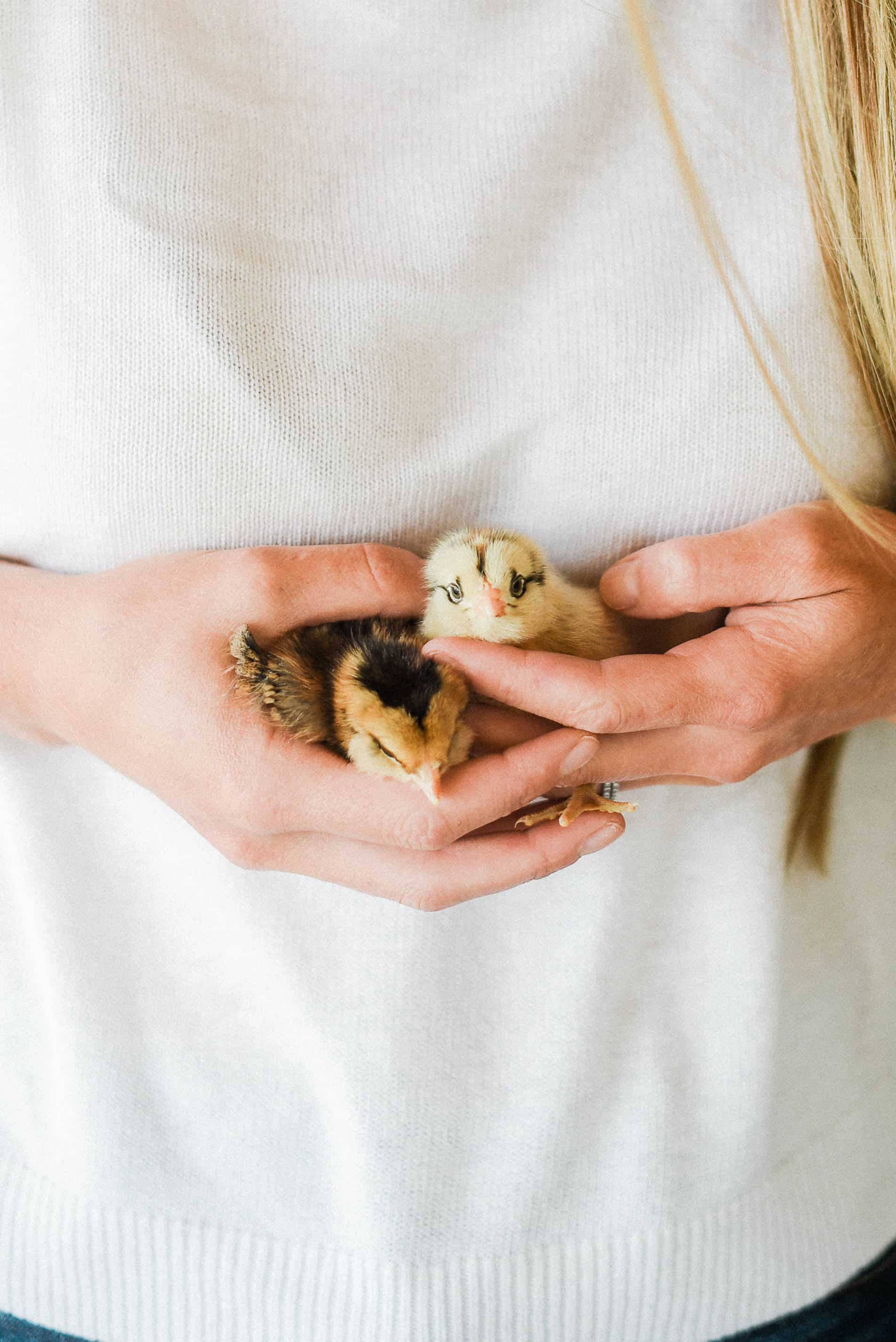 If you plan on raising backyard chickens, chances are, you’ll start with chicks. Here is everything you need to know to begin your backyard chicken journey – starting with raising chicks!