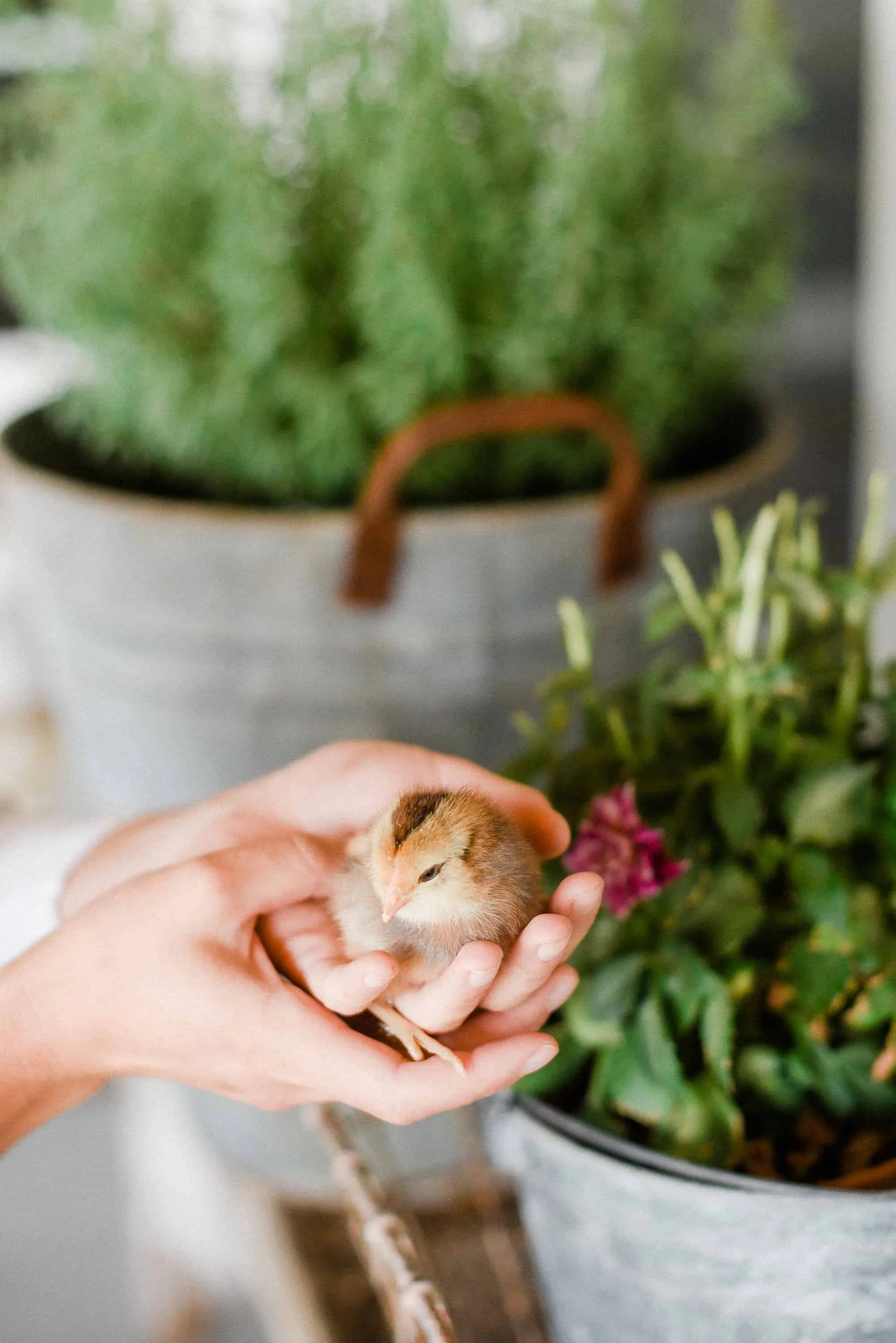 If you plan on raising backyard chickens, chances are, you’ll start with chicks. Here is everything you need to know to begin your backyard chicken journey – starting with raising chicks!