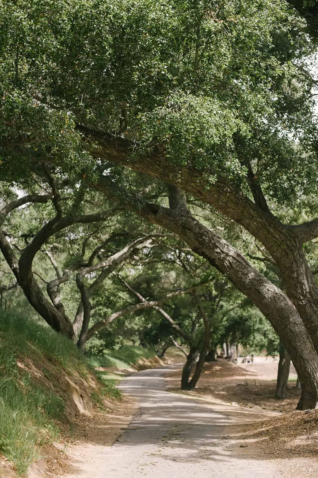 If you follow along on Instagram, you might have seen snippets from my recent trip to Santa Ynez in southern California as we celebrated the launch of Pacific Natural by Jenni Kayne. Today I am excited to share more details and photos! 