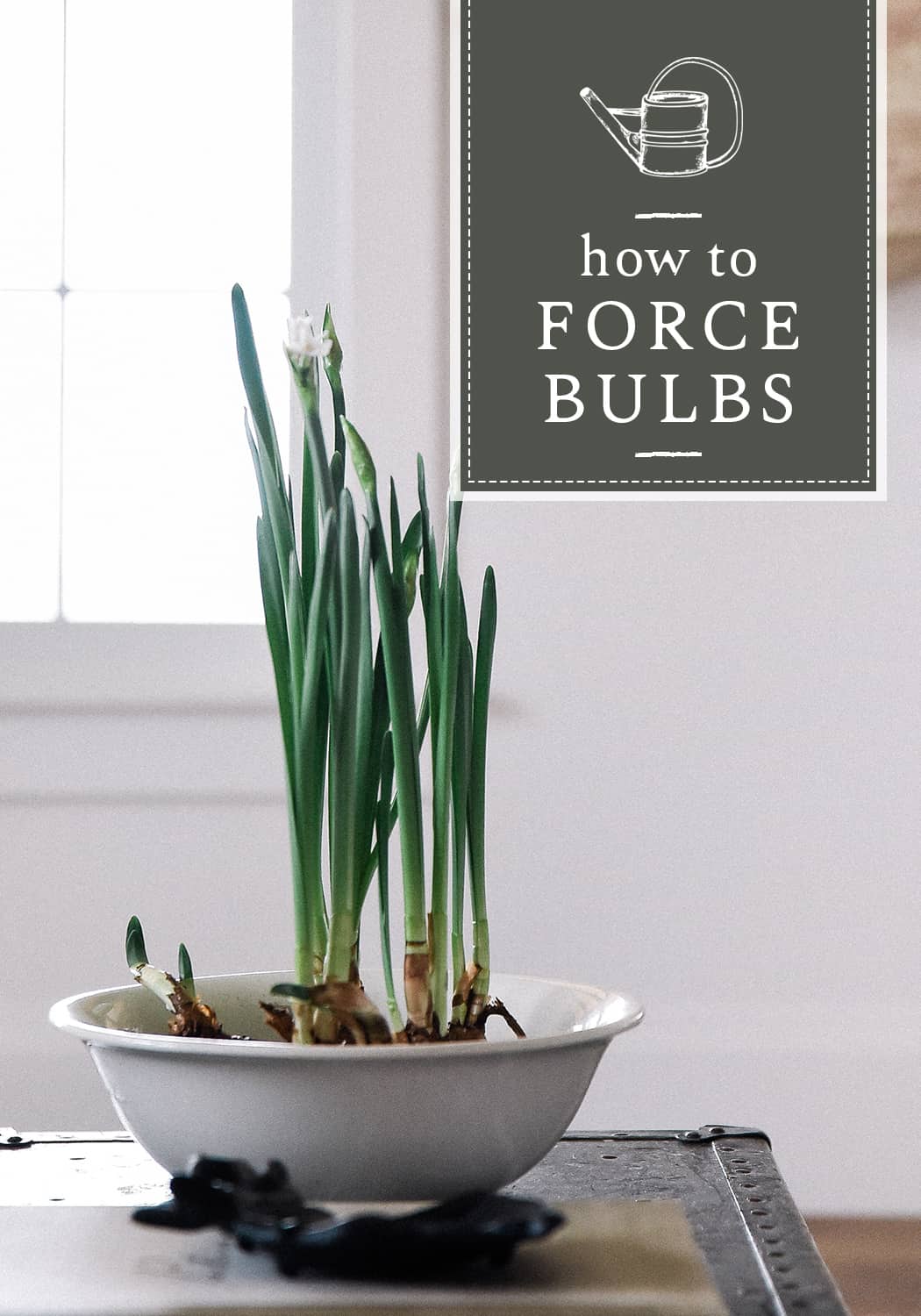 Forcing bulbs is beyond easy! Learn how to force bulbs like Paper Whites and Amaryllis indoors for beautiful blooms throughout winter and spring!