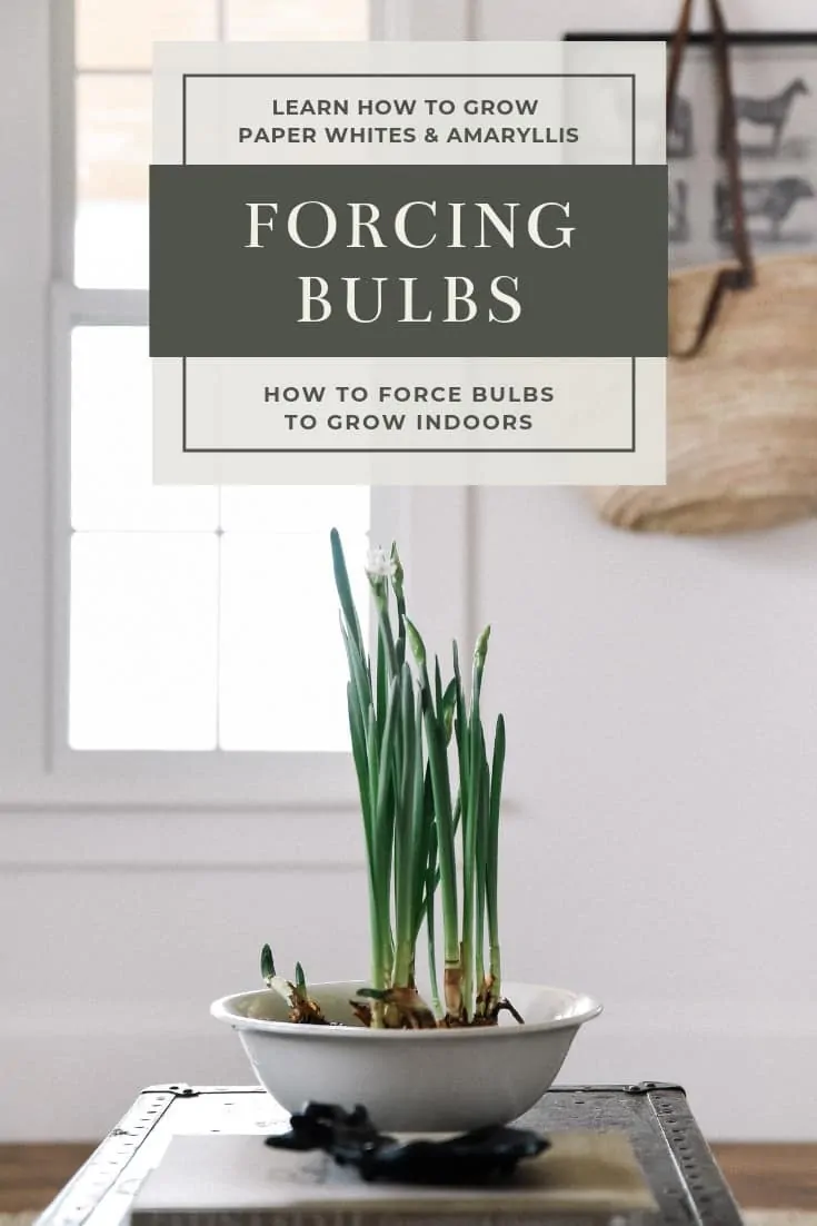 Forcing bulbs is beyond easy! Learn how to force bulbs like Paper Whites and Amaryllis indoors for beautiful blooms throughout winter and spring!