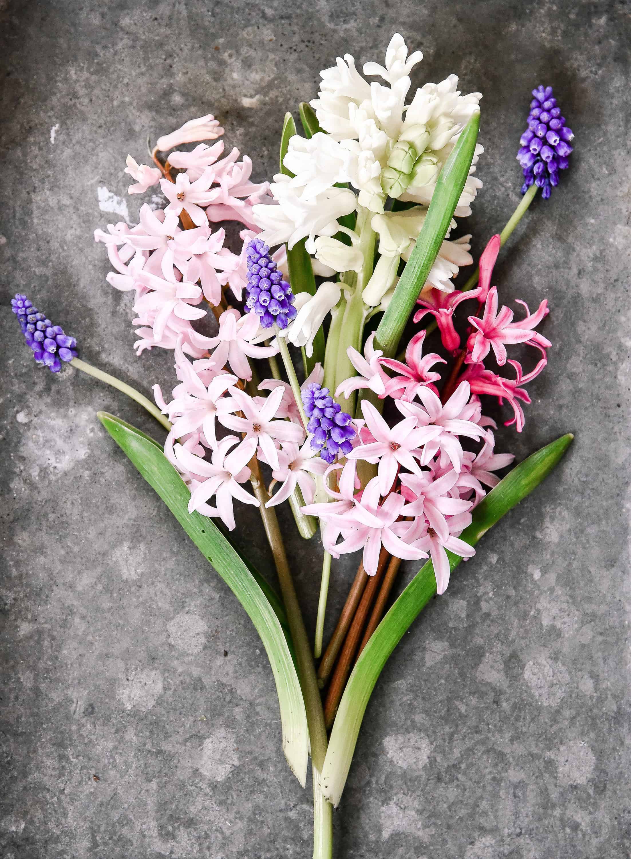Forcing hyacinth bulbs indoors is easy with just a little preparation! Read below to learn how to force spring bulbs indoors!