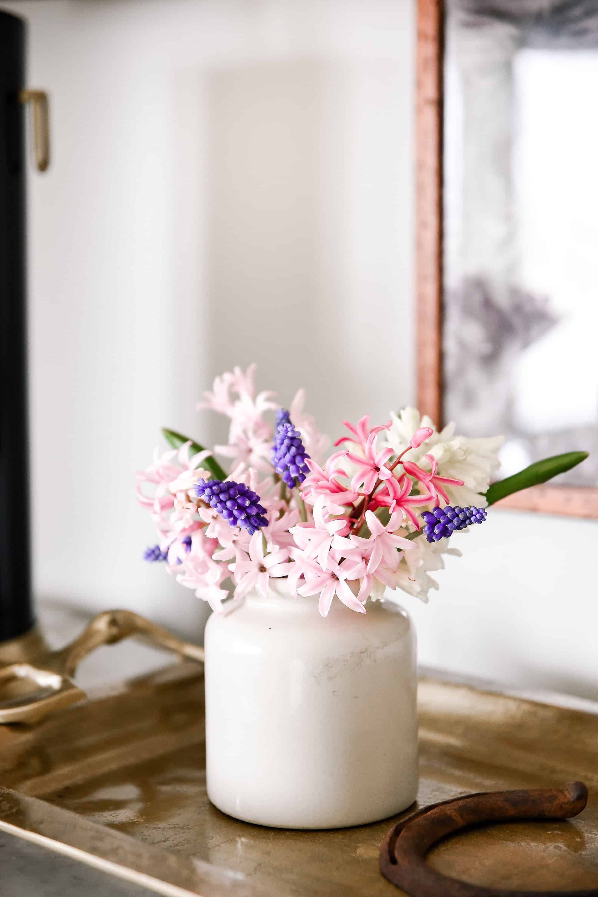 Forcing hyacinth bulbs indoors is easy with just a little preparation! Read below to learn how to force spring bulbs indoors!