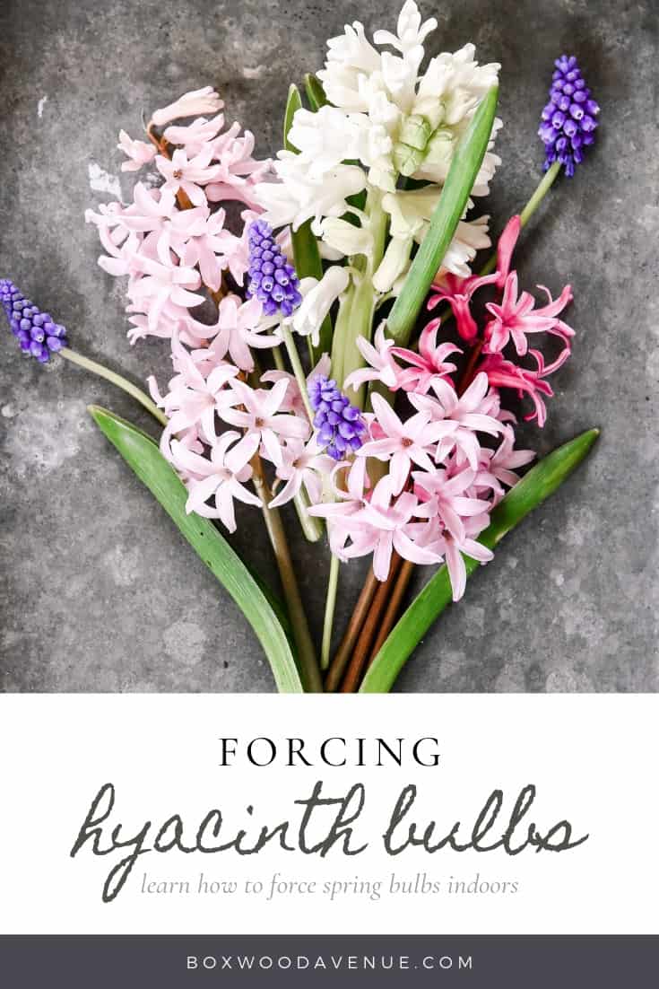 Forcing hyacinth bulbs indoors is easy with just a little preparation! Read below to learn how to force spring bulbs indoors!