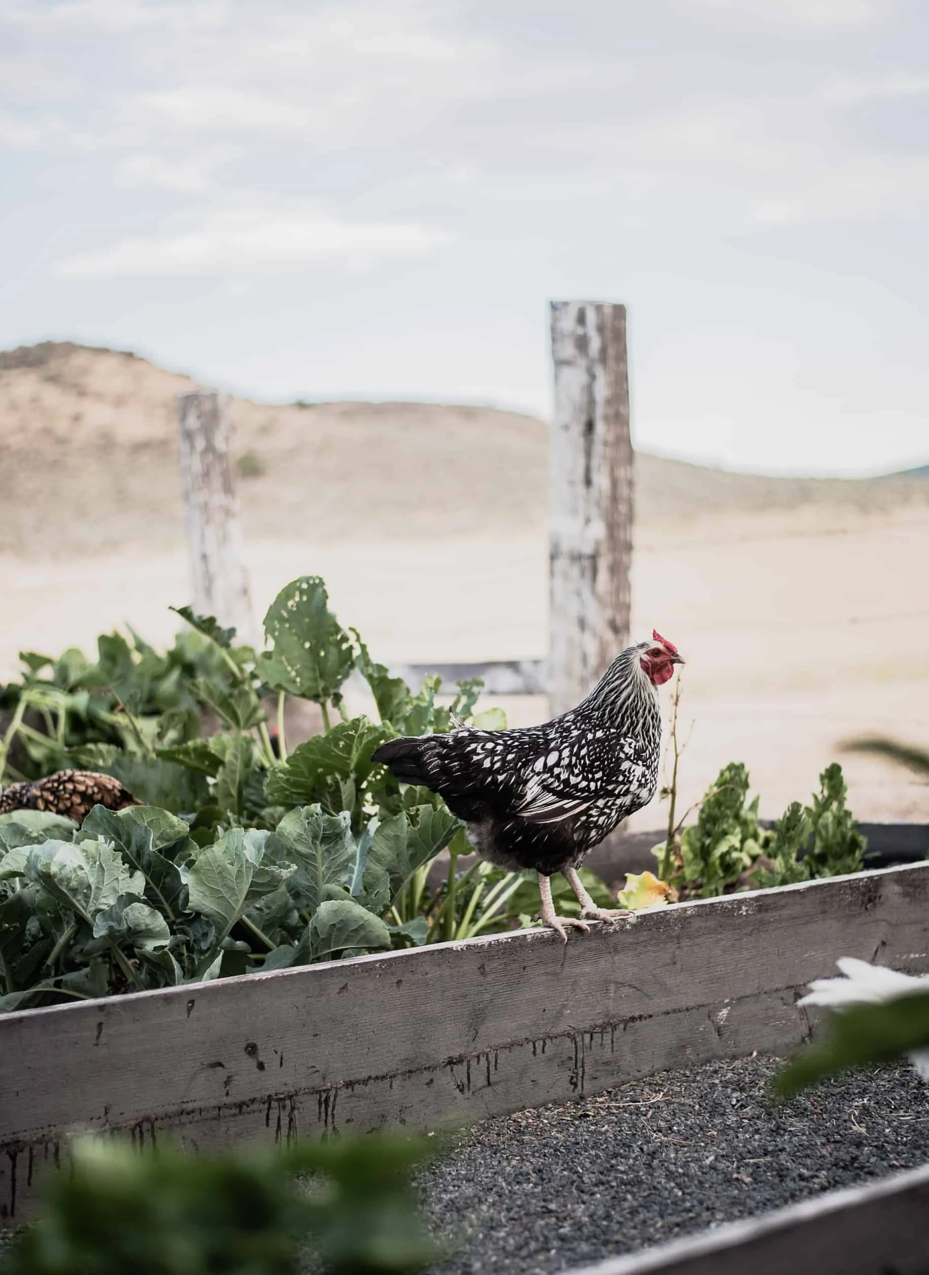 After my recent reader survey I’ve discovered that there is an abundance of you interested in learning what it’s like to live the farmhouse lifestyle. 