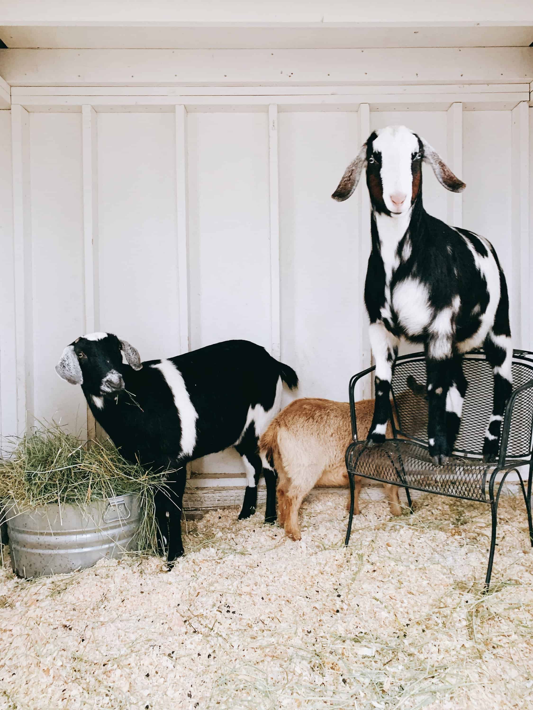 Raising goats is so much easier when you have the right supplies! These are some of the supplies I use to help keep my goats healthy and happy!