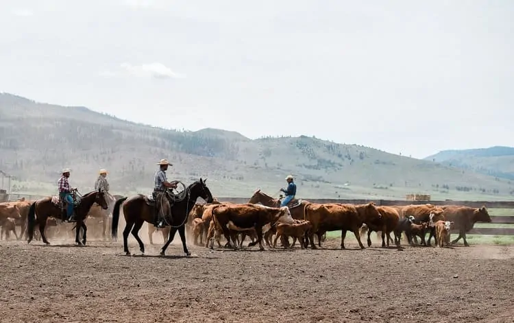 “This Week on the Ranch” is a weekly series sharing snippets and stories from life on the range.”