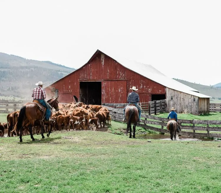 “This Week on the Ranch” is a weekly series sharing snippets and stories from life on the range. This week we're talking about cattle branding.