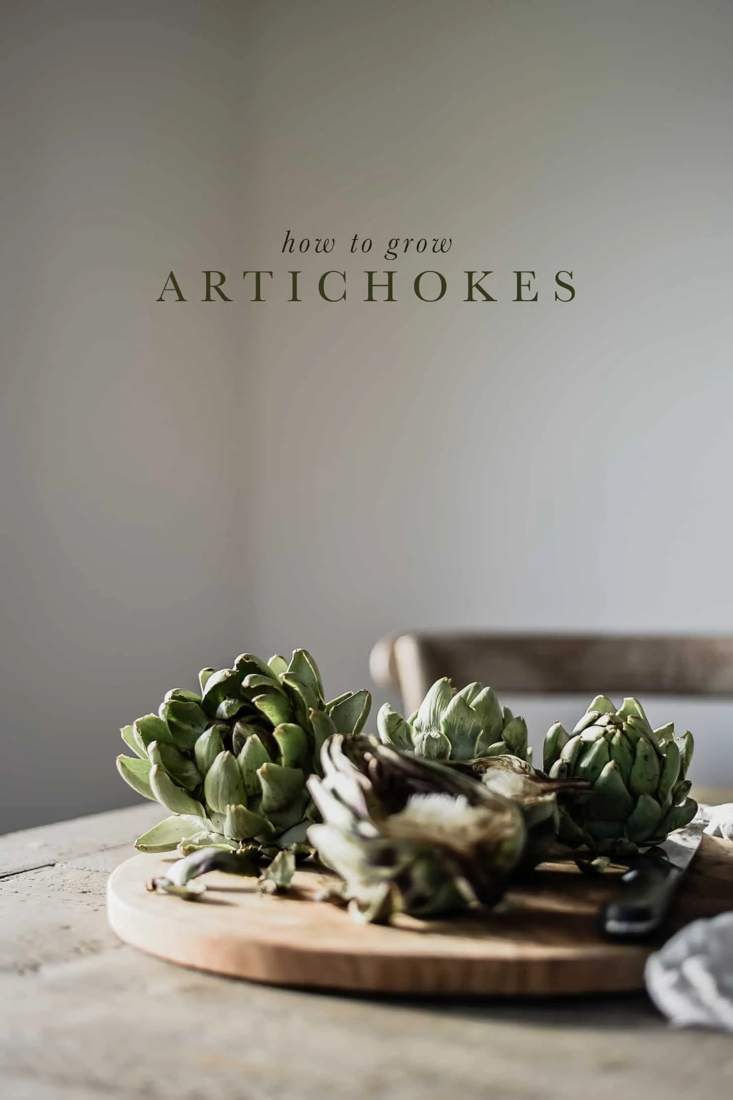 Artichokes are a hearty vegetable that can be grown in any climate, and enjoyed throughout fall! Follow this guide to learn how to grow artichokes in your garden! 