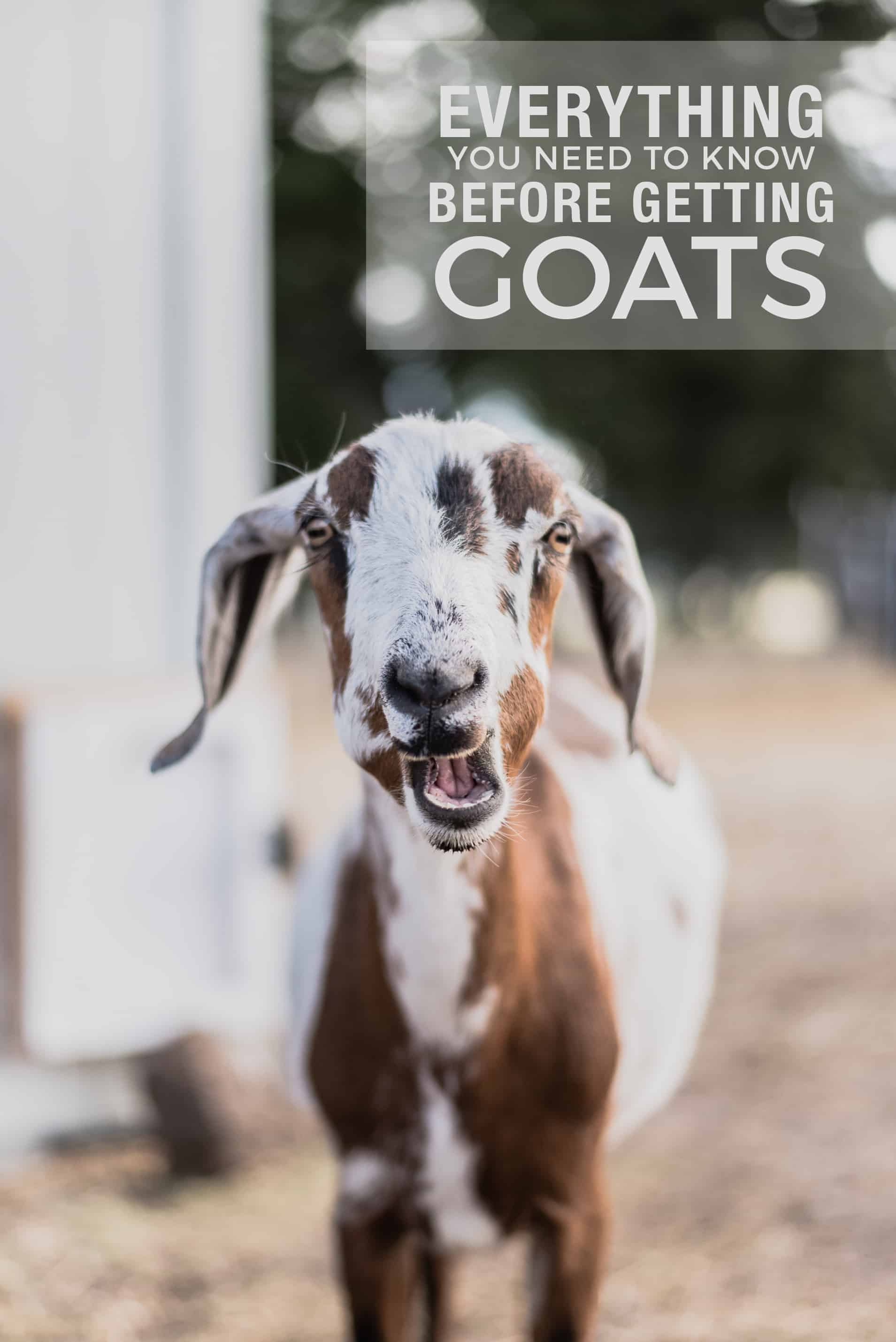 15 Things I Wish I Knew Before Getting Goats | However, it is a common misconception that goats are easy keepers - in fact, they are our most high maintenance animals. They require a close eye and lots of attention, so I thought it would be convenient to compile a list of things I wish I knew before we got goats - if you're considering getting goats, please, learn from my mistakes!  #goatcare #goats #goatlife #ranchlife #boxwoodavenue