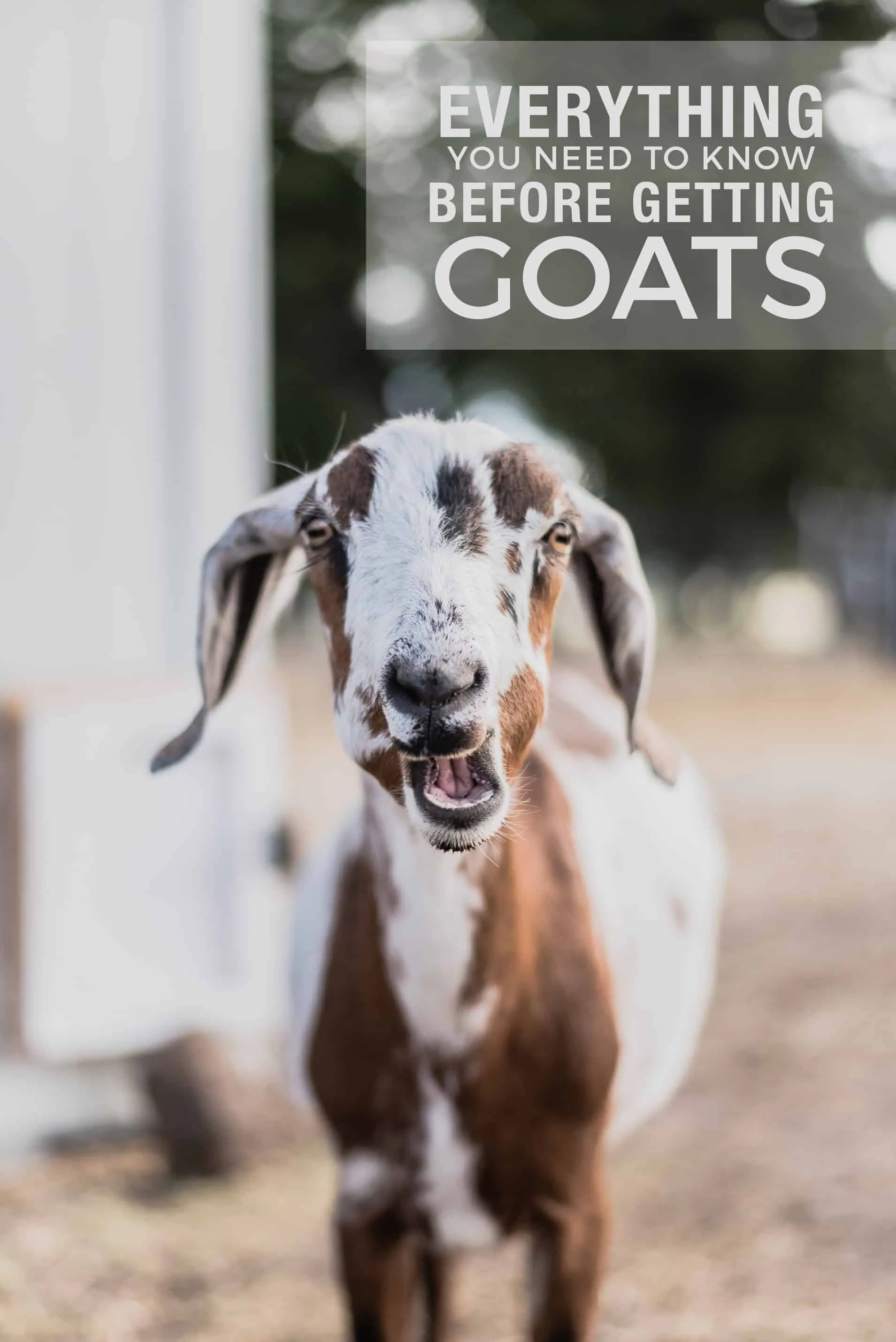 Caring for Goats: 15 Things I Wish I Knew Before Getting Goats