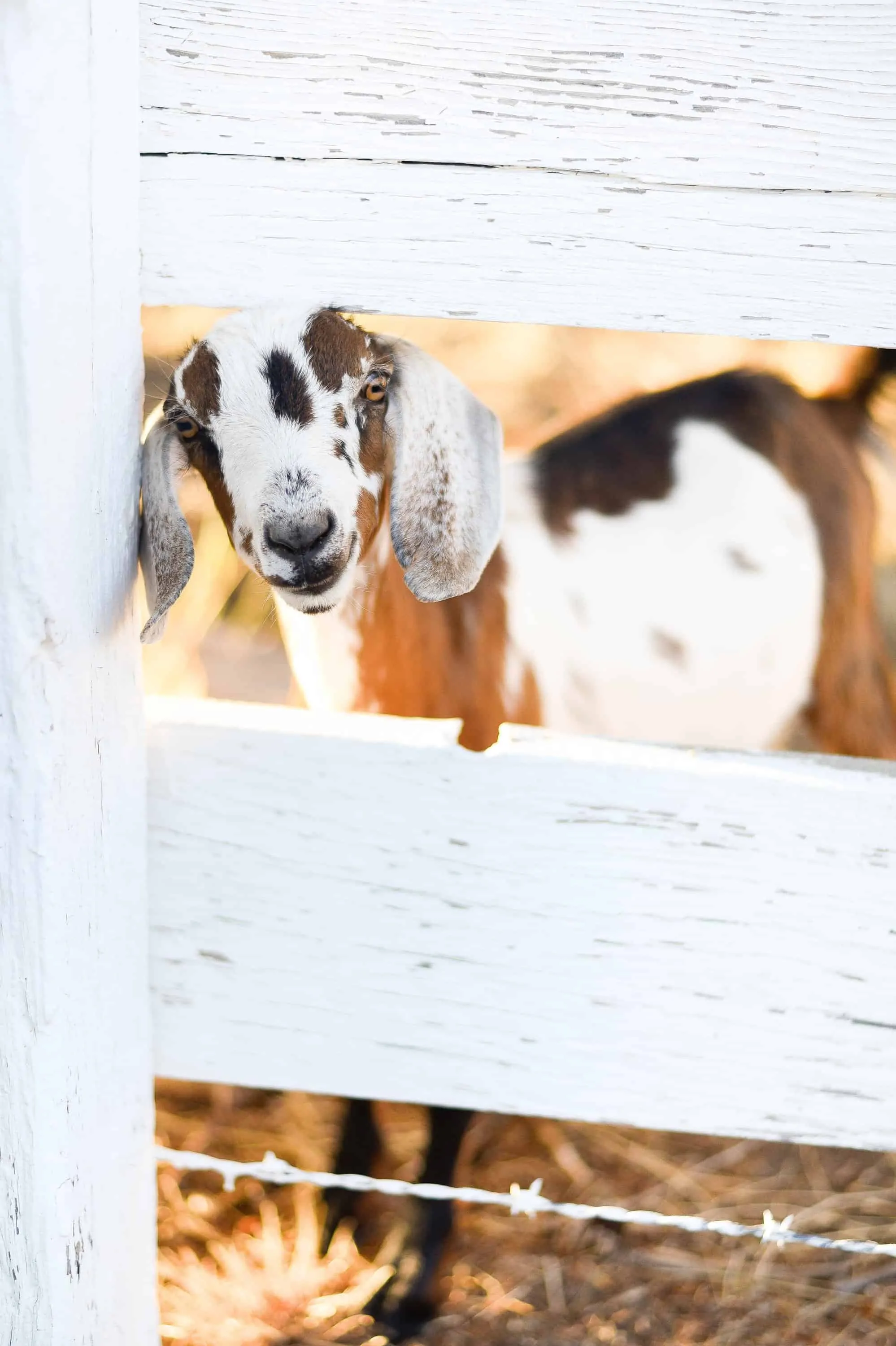 15 Things I Wish I Knew Before Getting Goats | However, it is a common misconception that goats are easy keepers - in fact, they are our most high maintenance animals. They require a close eye and lots of attention, so I thought it would be convenient to compile a list of things I wish I knew before we got goats - if you're considering getting goats, please, learn from my mistakes!  #goatcare #goats #goatlife #ranchlife #boxwoodavenue