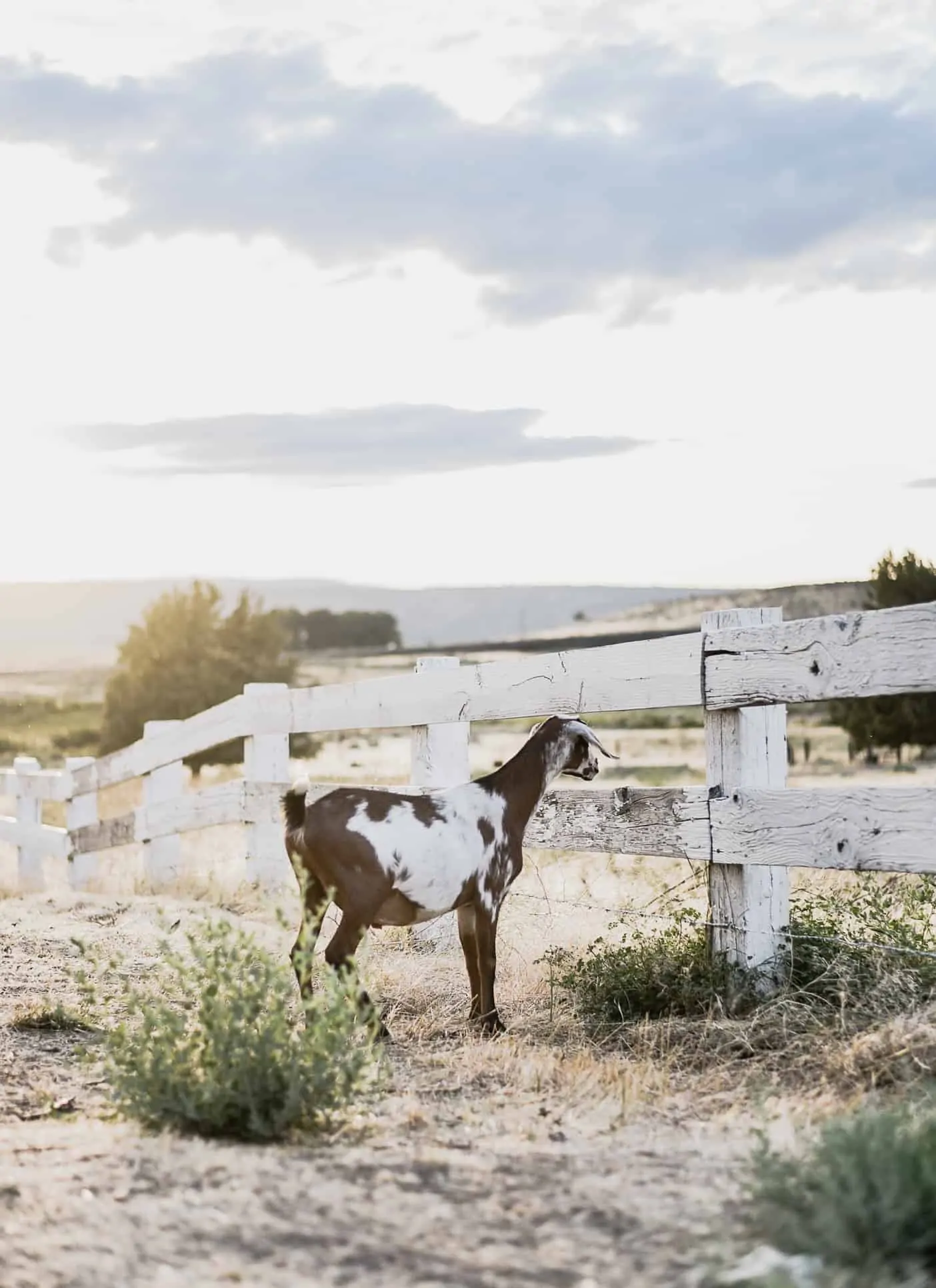 The Best Resources for Goat Care: My two favorite websites for goat health information; full of information for raising goats as pets as well as for income. #goatcare #goatresources #goats