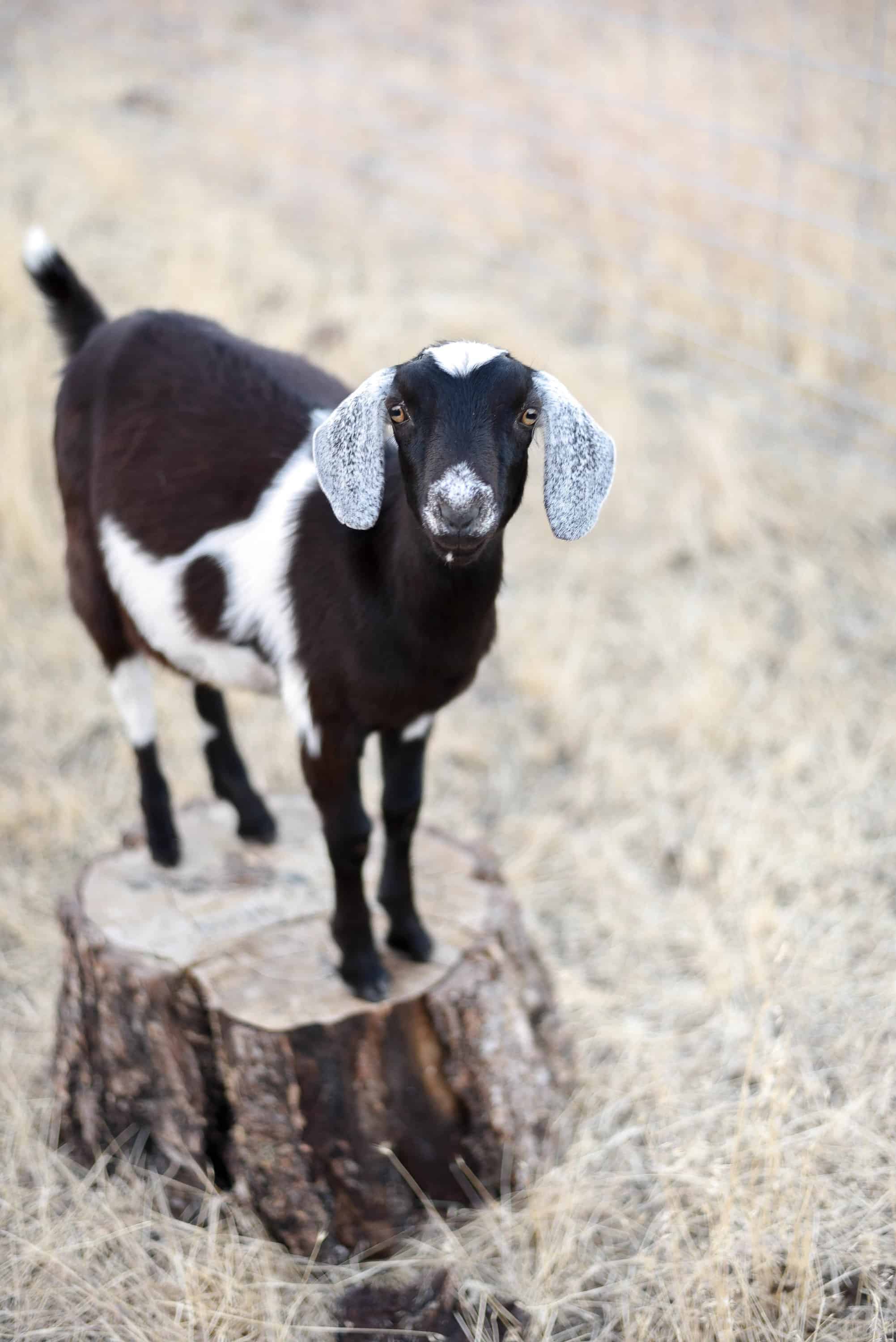 copper-poisoning-toxicity-in-goats-boxwood-ave