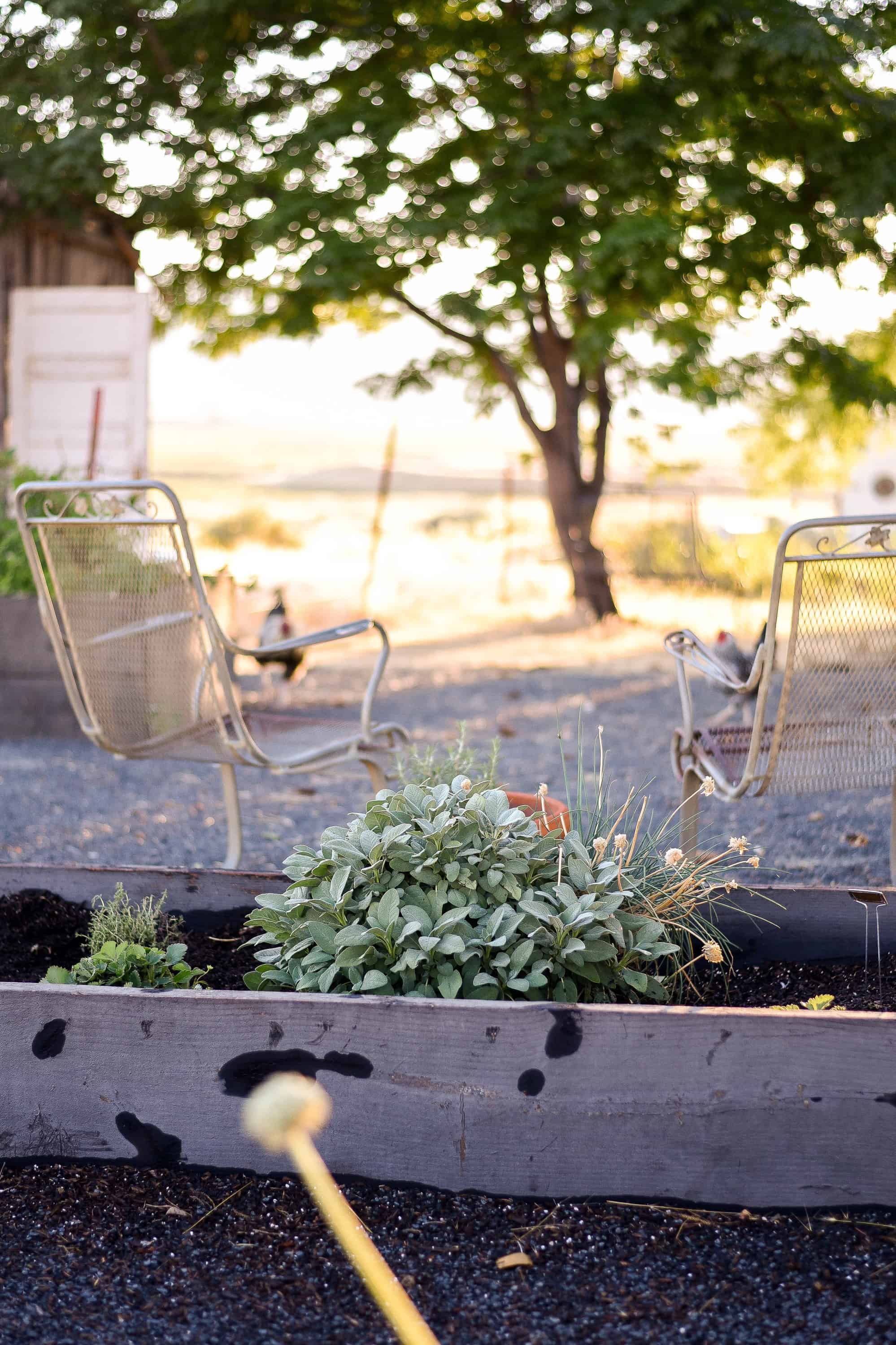 If you've ever wondered how to grow fall or winter vegetables - it's just like summer gardening, with a splash of extra effort! 