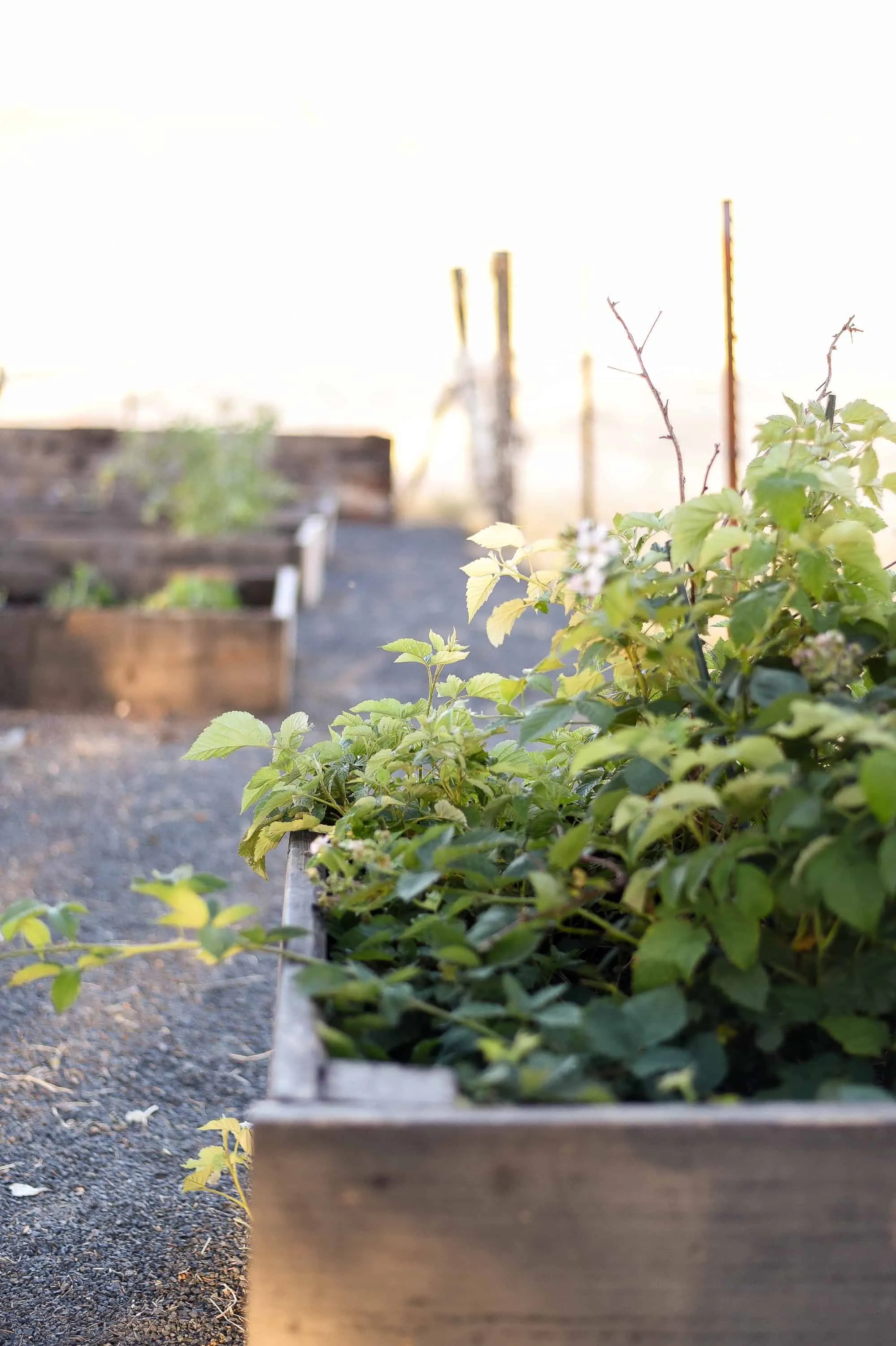 garden boxes