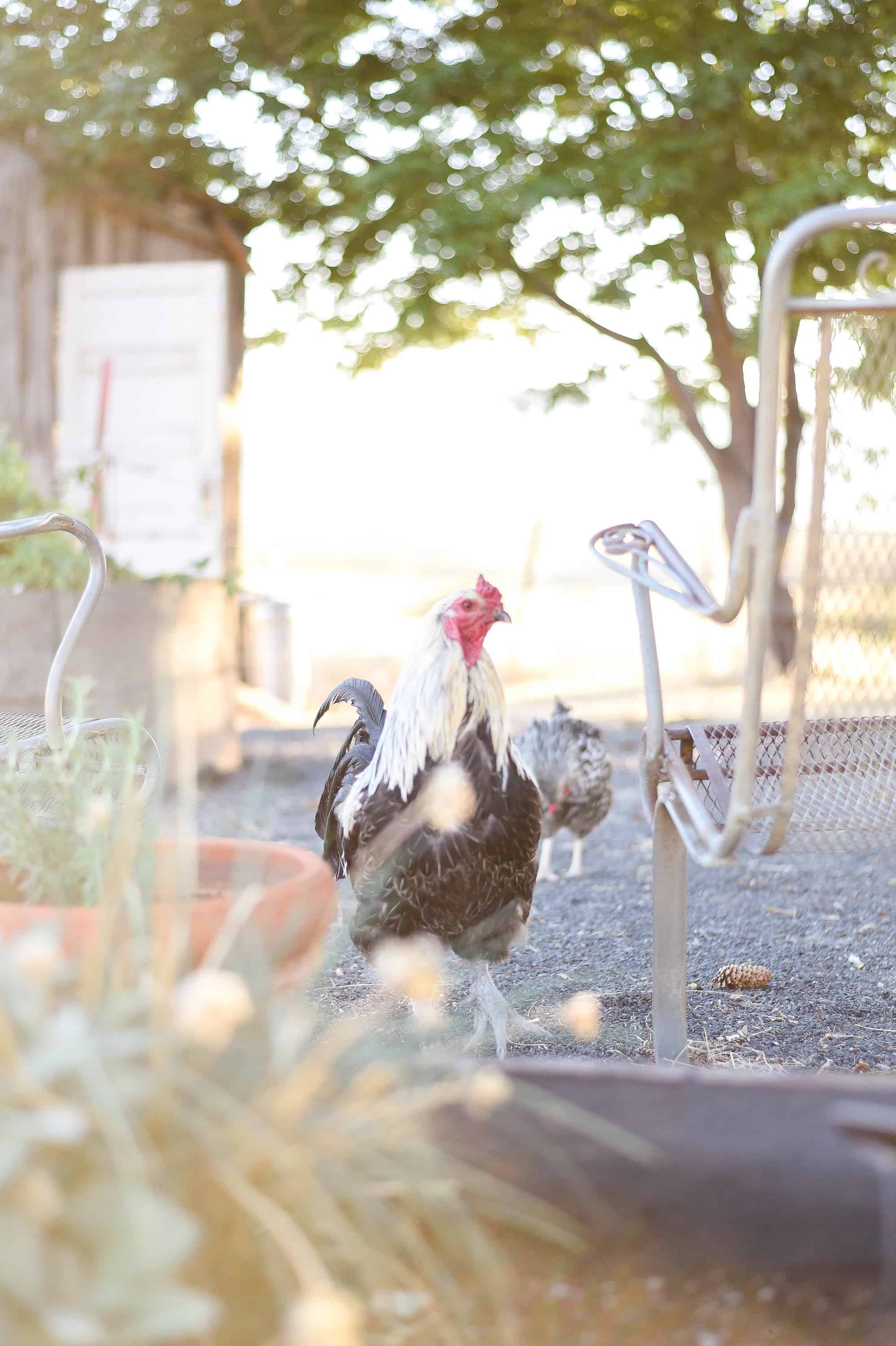 rooster walking through a garden
