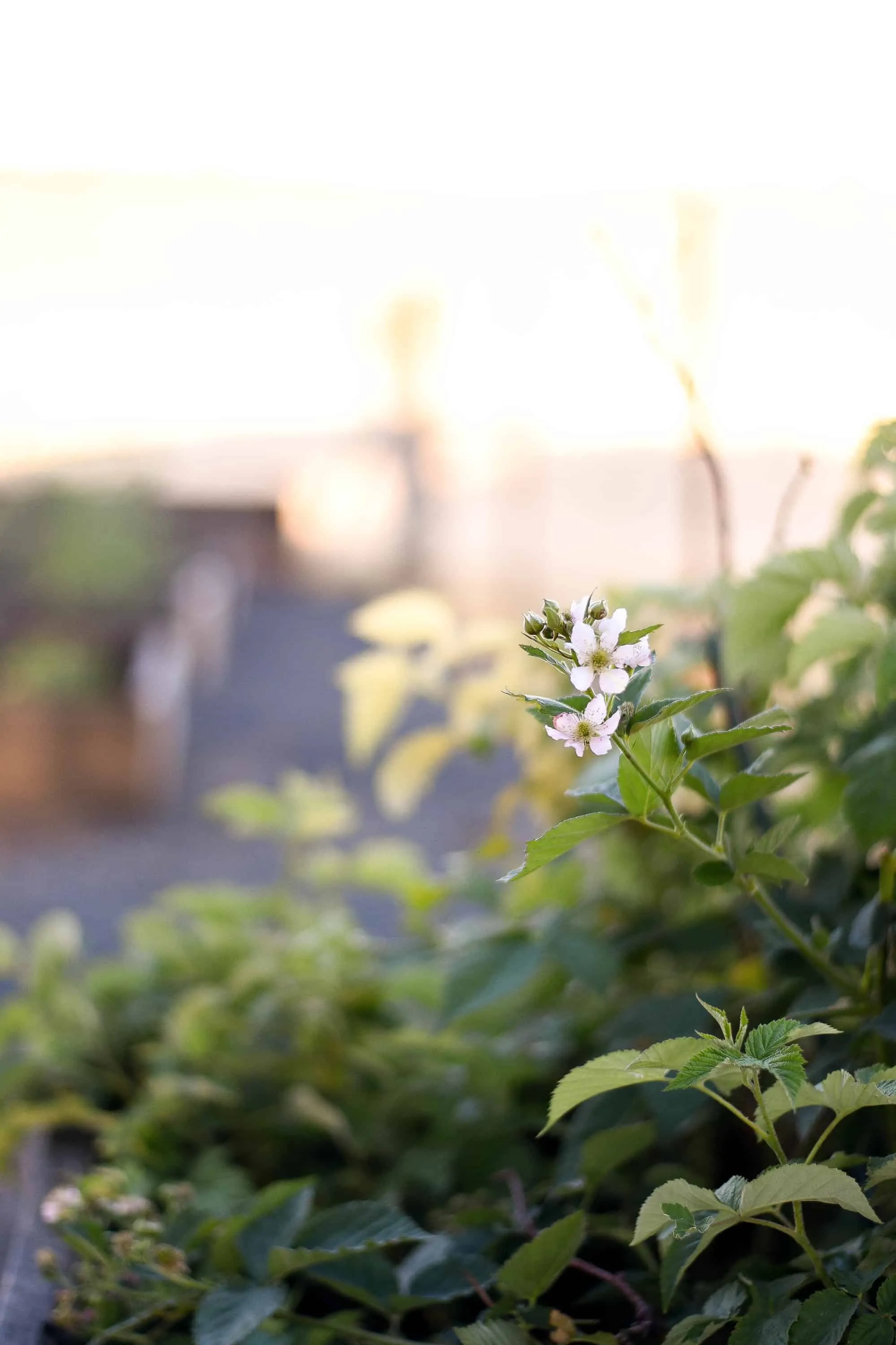 flower bloom in a garden