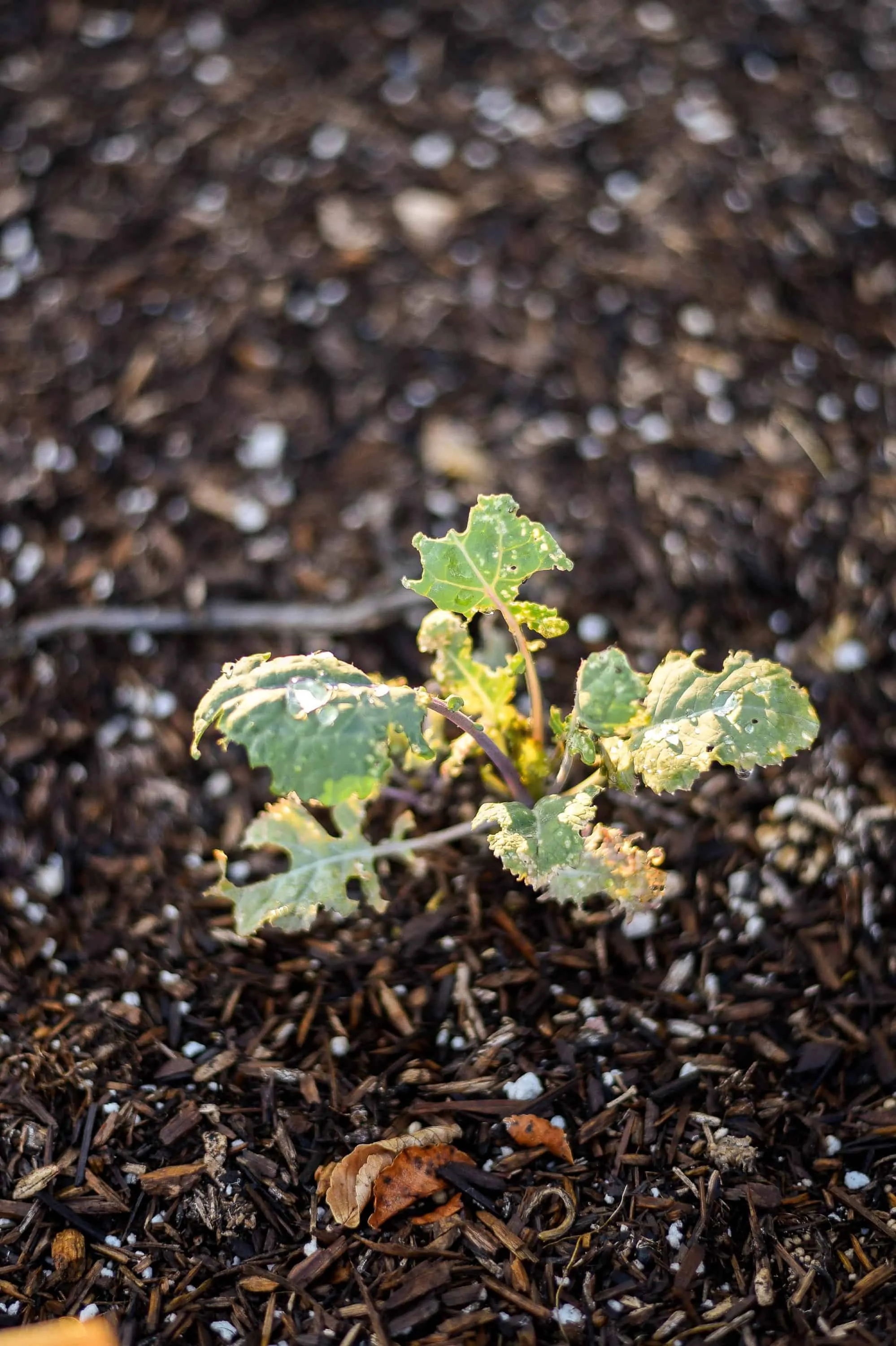  A young kale plant that will be ready to harvest this fall! 