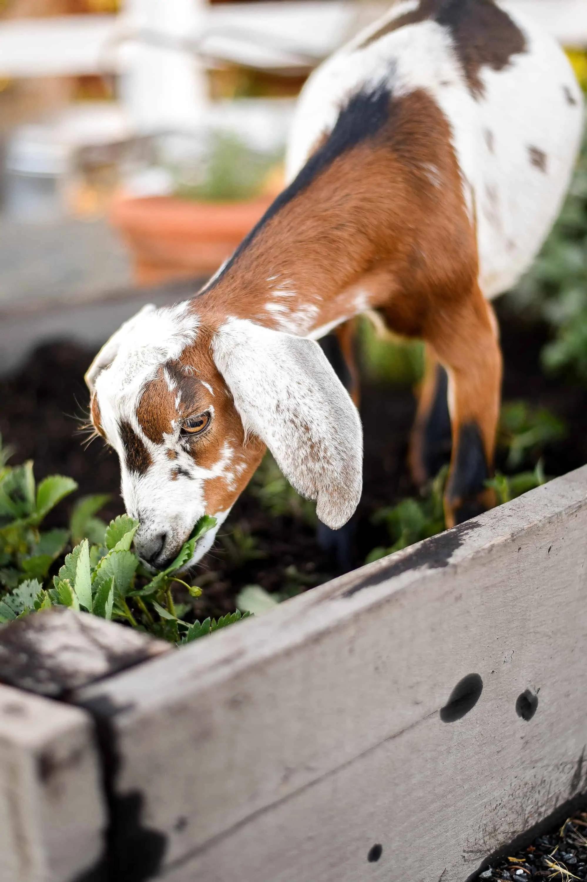  Elderberry snuck into the strawberry patch, once again.  