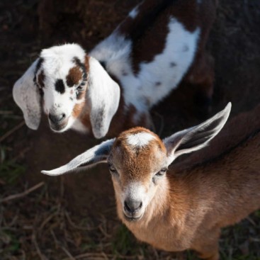 Two goat kids looking at camera