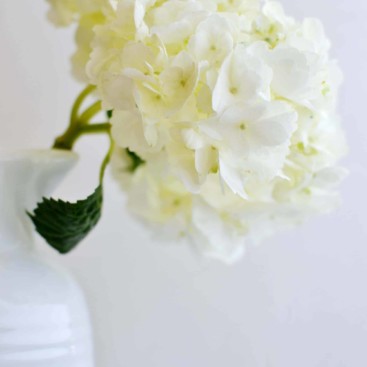 White hydrangeas in a white vase