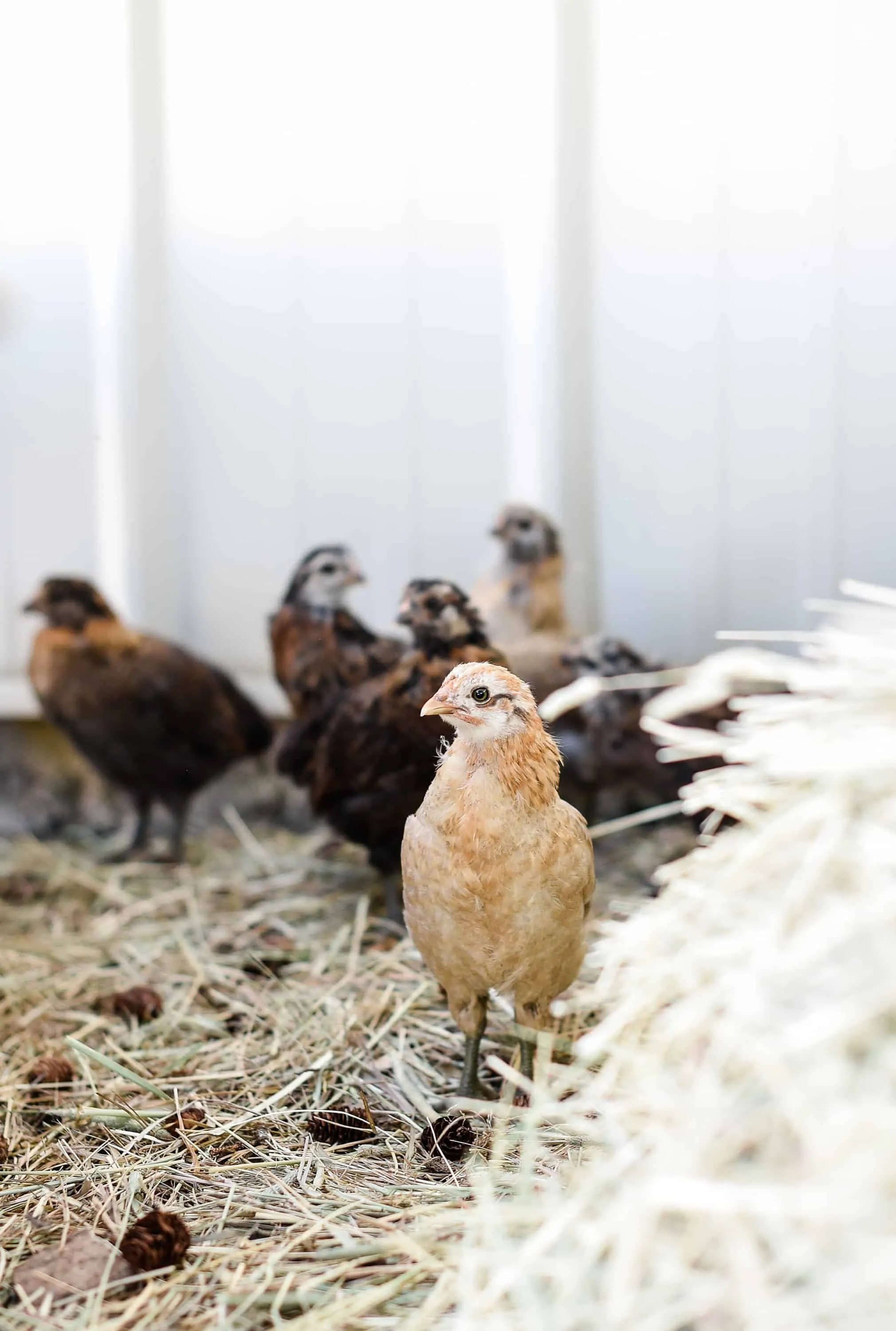 If you plan on raising backyard chickens, chances are, you’ll start with chicks. Here is everything you need to know to begin your backyard chicken journey – starting with raising chicks!