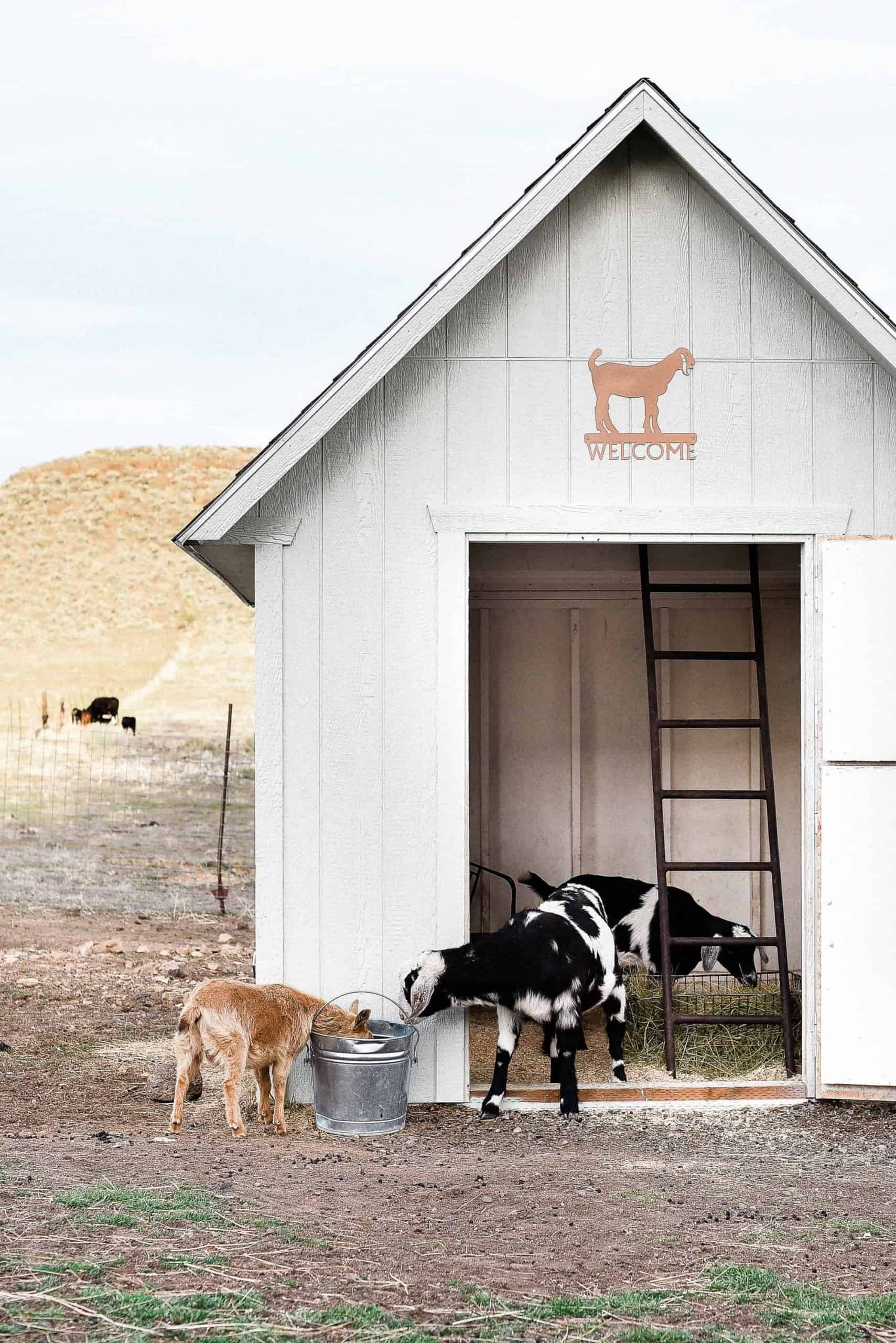 One of the many questions I receive about raising goats and keeping goats as pets is: How do you keep the goat barn clean? Today I am going to share how I keep our goat barn clean and how we keep our pet goats healthy! 