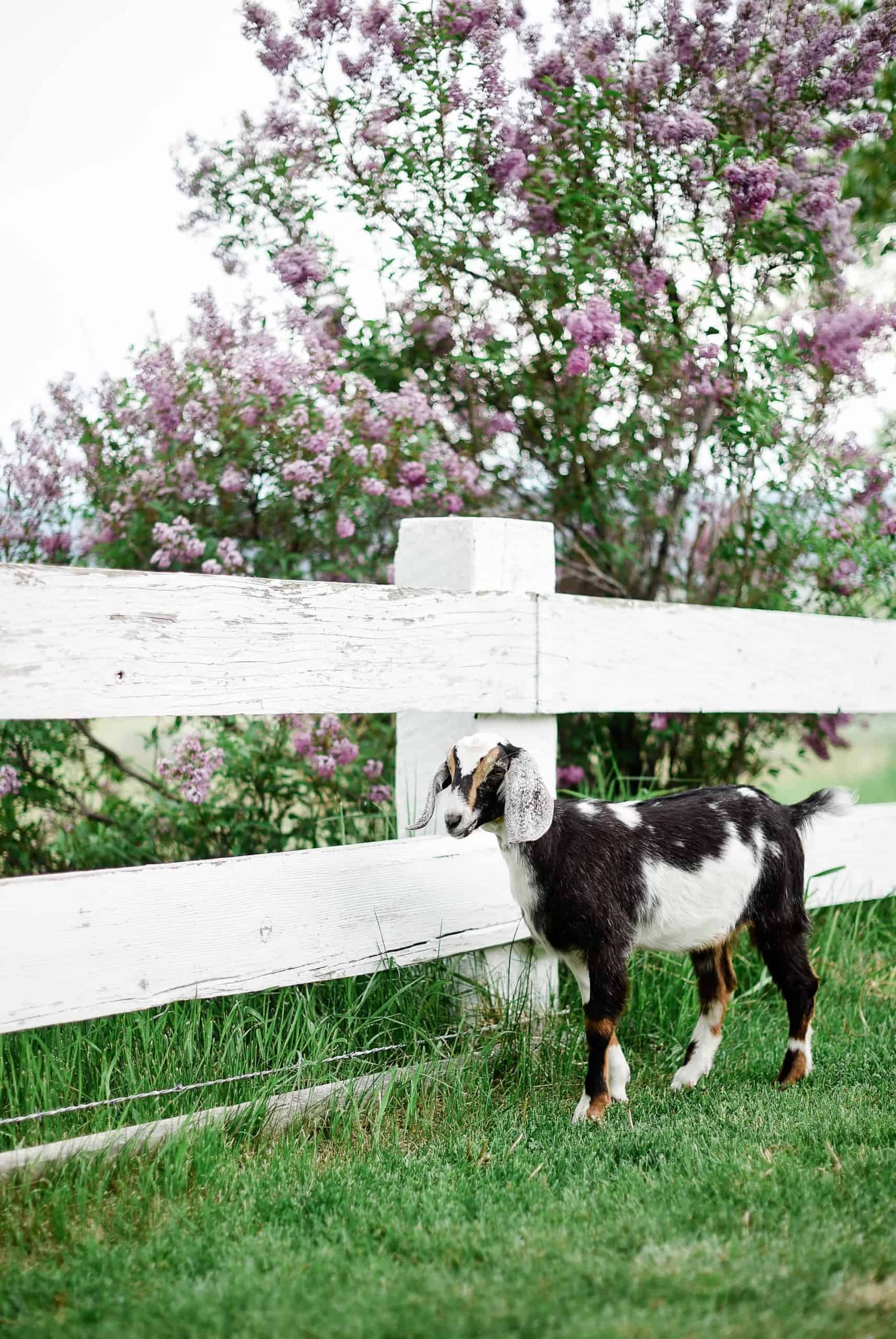One of the many questions I receive about raising goats and keeping goats as pets is: How do you keep the goat barn clean? Today I am going to share how I keep our goat barn clean and how we keep our pet goats healthy! 
