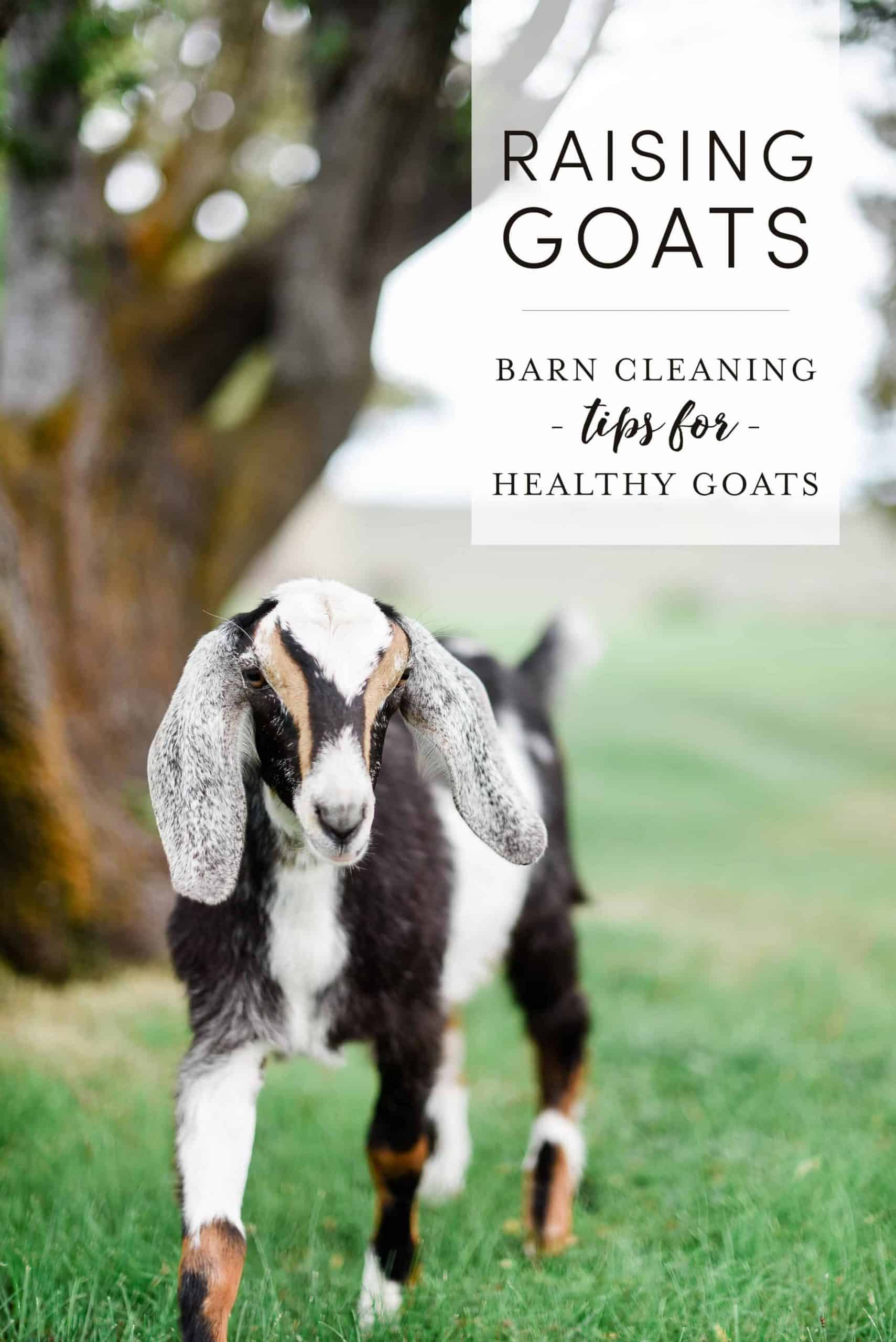 One of the many questions I receive about raising goats and keeping goats as pets is: How do you keep the goat barn clean? Today I am going to share how I keep our goat barn clean and how we keep our pet goats healthy! 