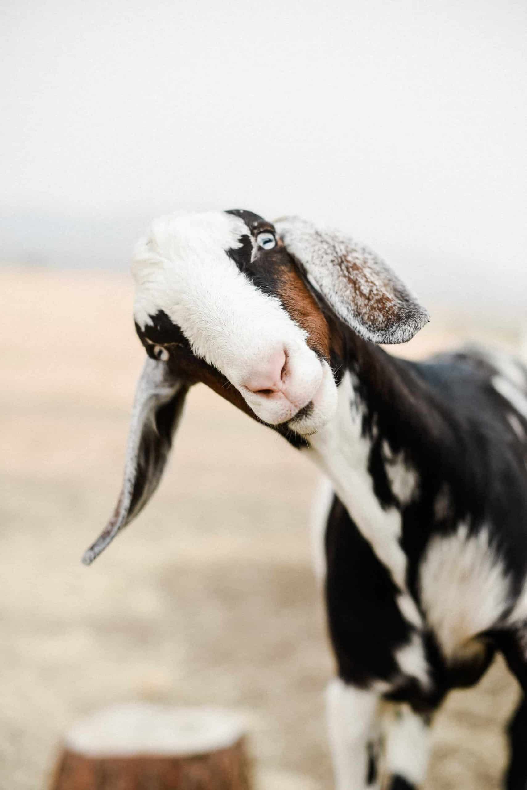 One of the many questions I receive about raising goats and keeping goats as pets is: How do you keep the goat barn clean? Today I am going to share how I keep our goat barn clean and how we keep our pet goats healthy! 