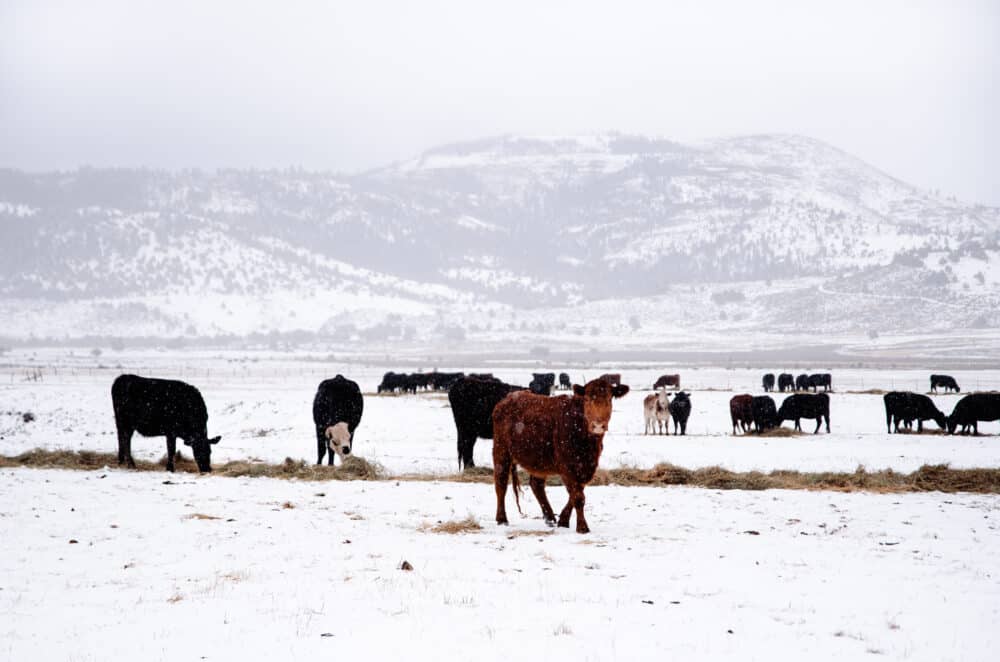 Cows in snowy field on ranch