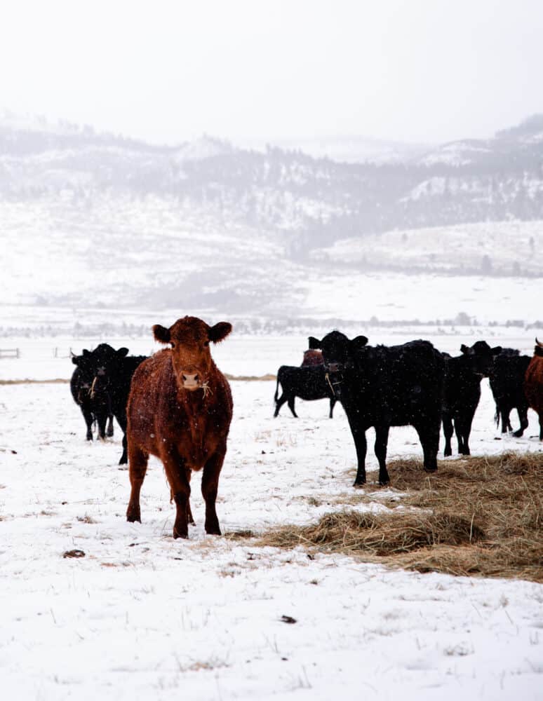 Cows in Field with snow on Ranch