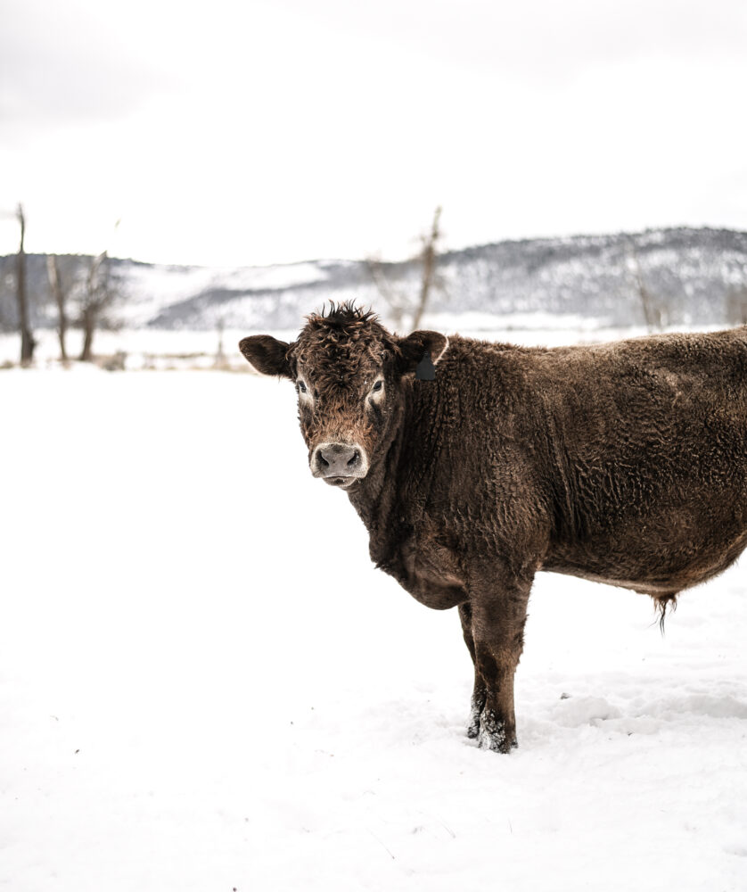 Cow standing in Snowy Field