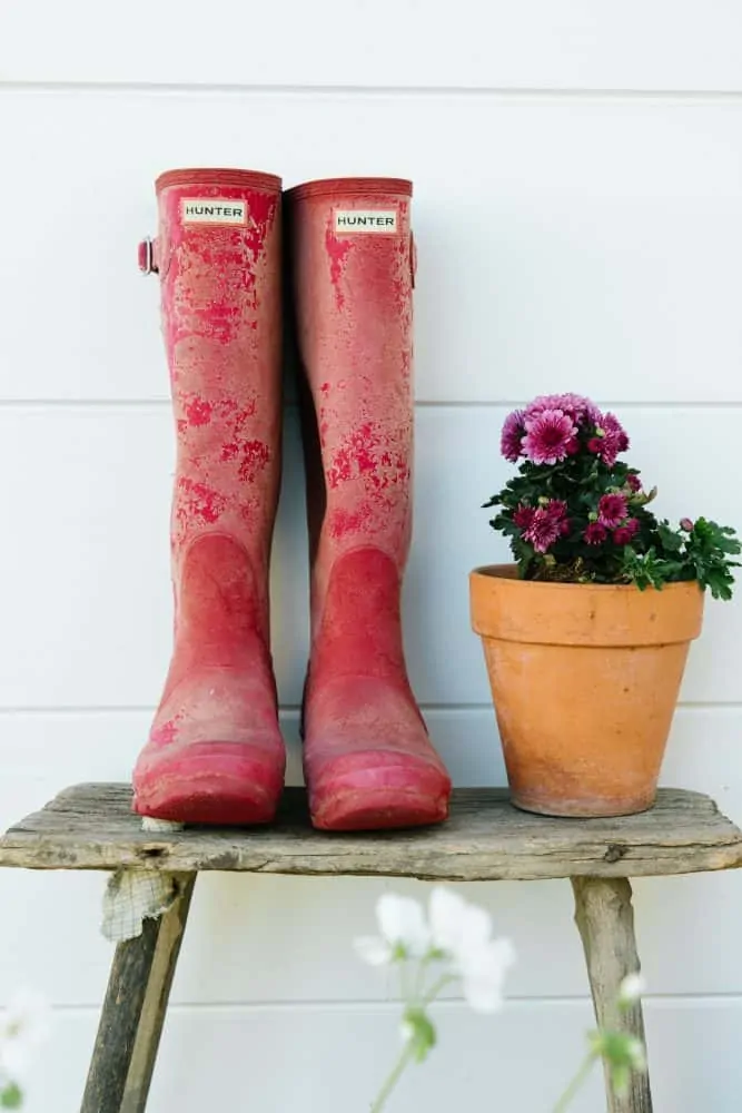 Red hunter boots on vintage wood bench with pink mums in terra-cotta pot