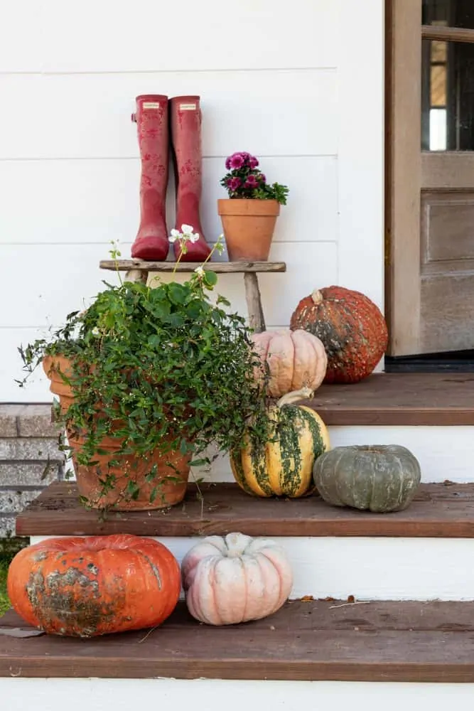 Pumpkins & pink mums on farmhouse porch decorated for fall