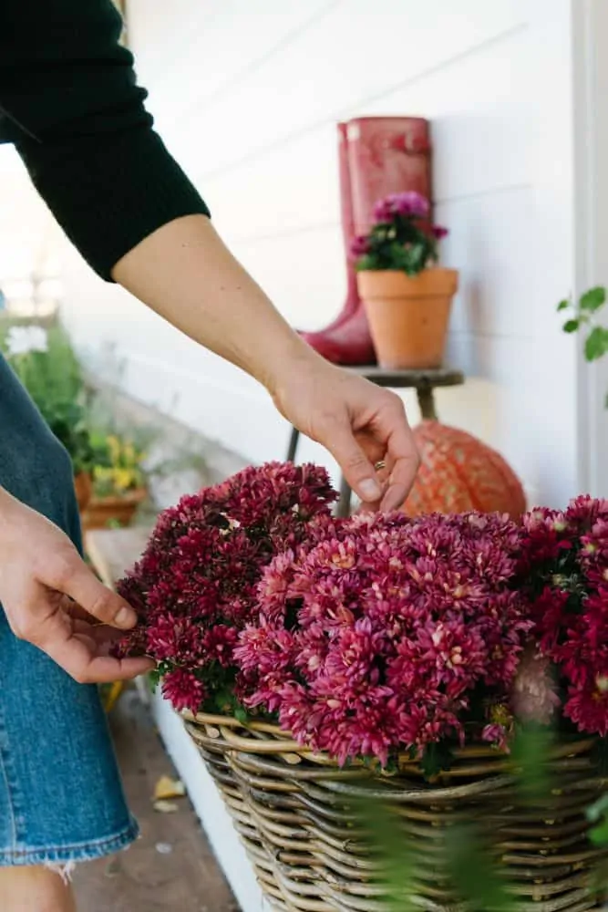 Girl with basket of pink mums on fall porch