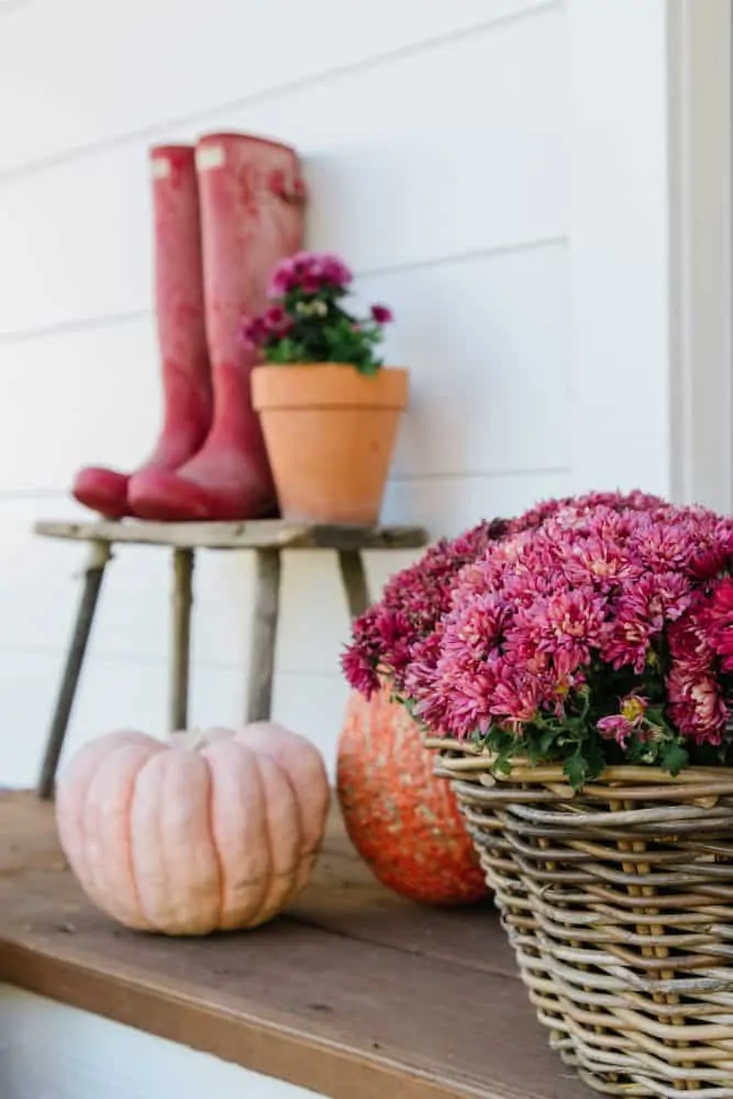 Basket of pink mums and pumpkins on farmhouse porch