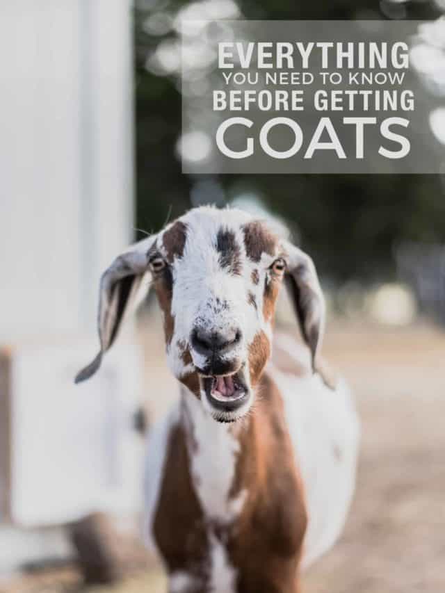 Caring for Goats Stories
